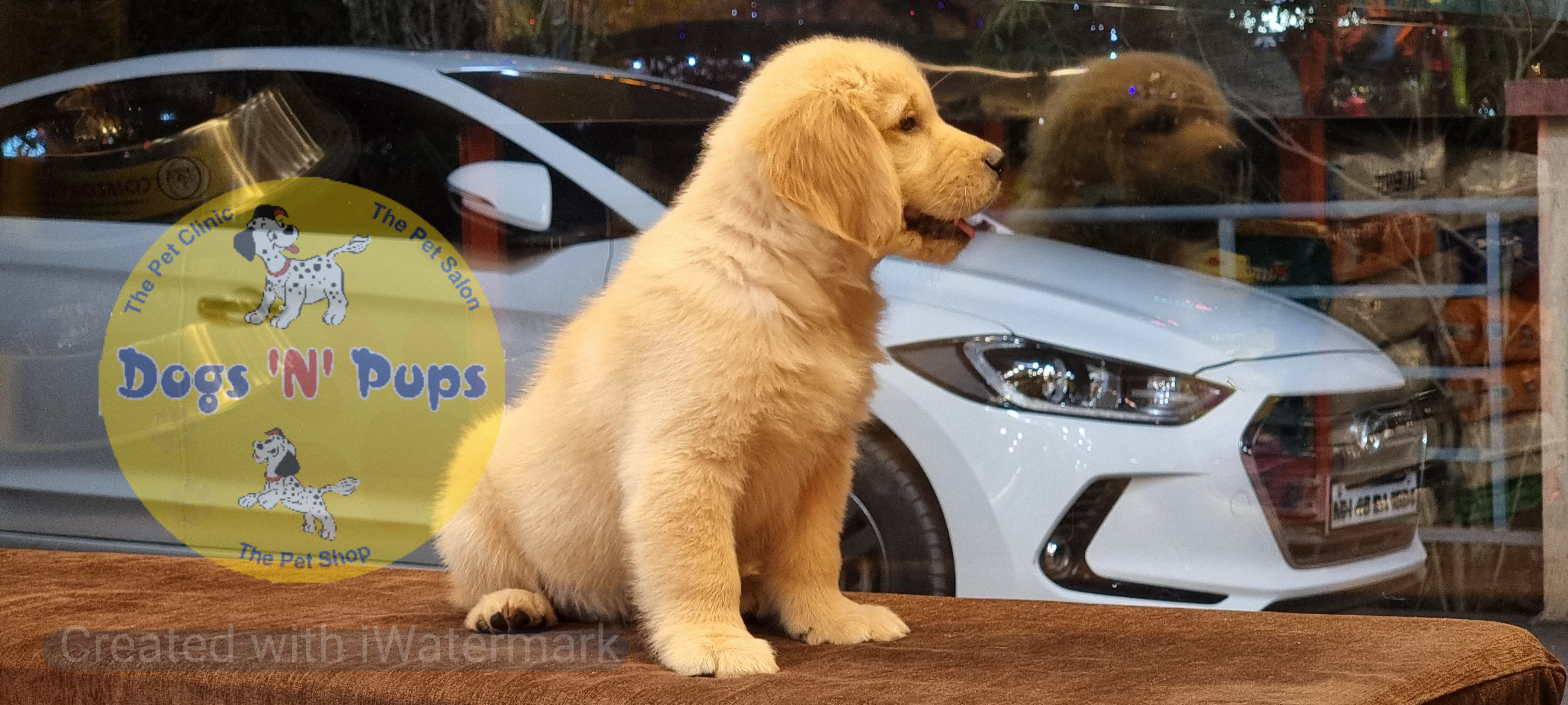 Golden retriever  image 9