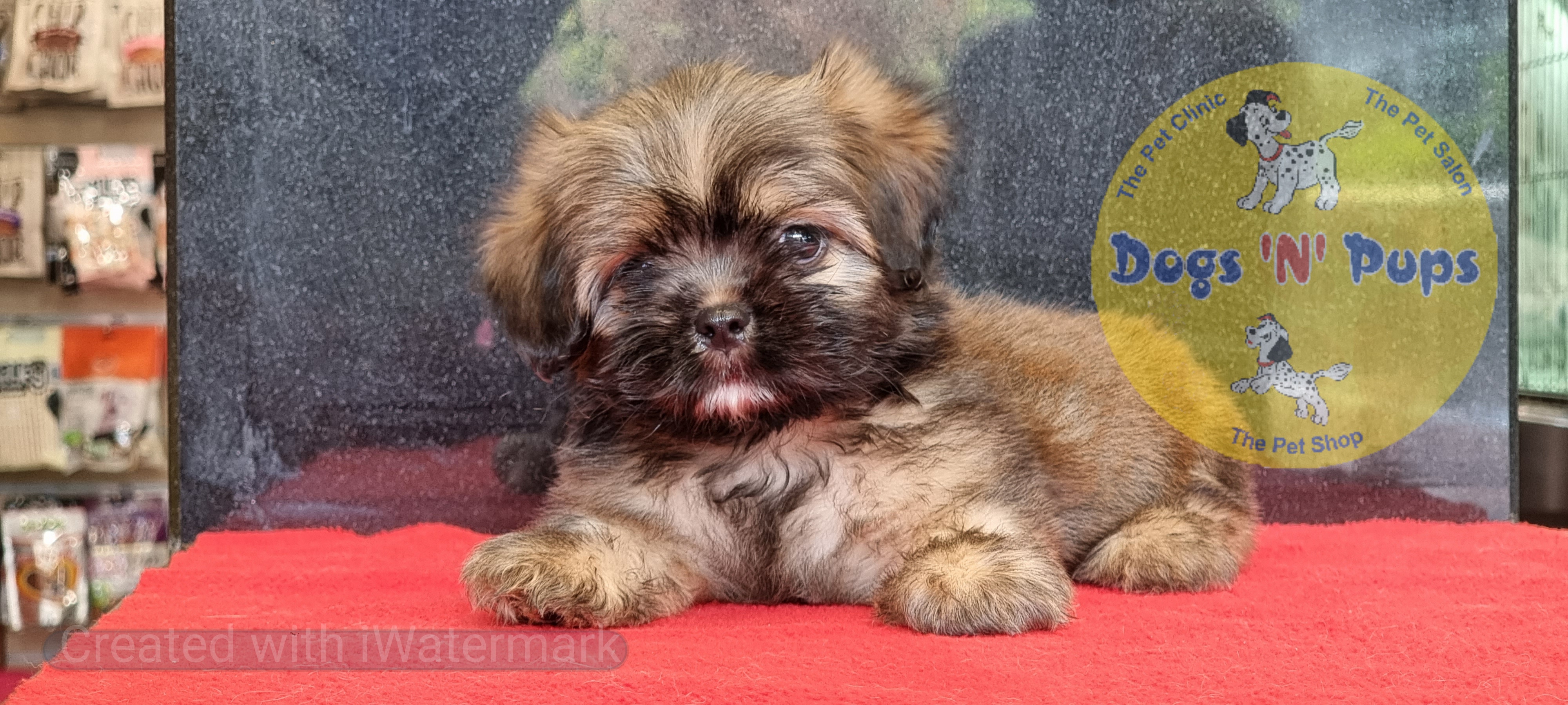 pet Lhasa Apso  header image