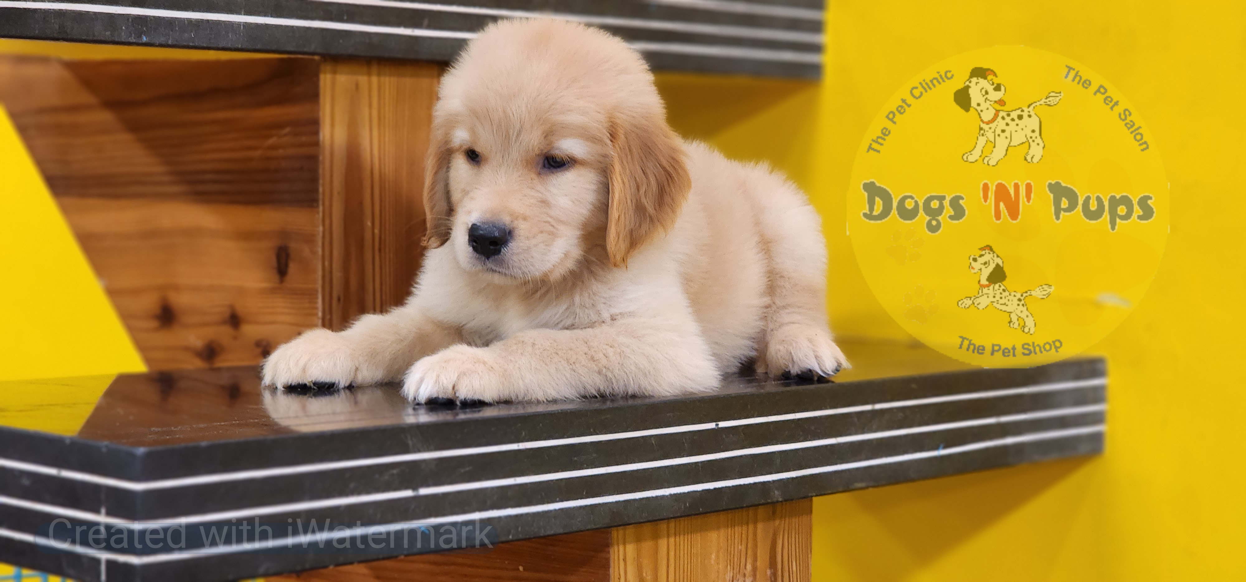 Golden retriever  image 5