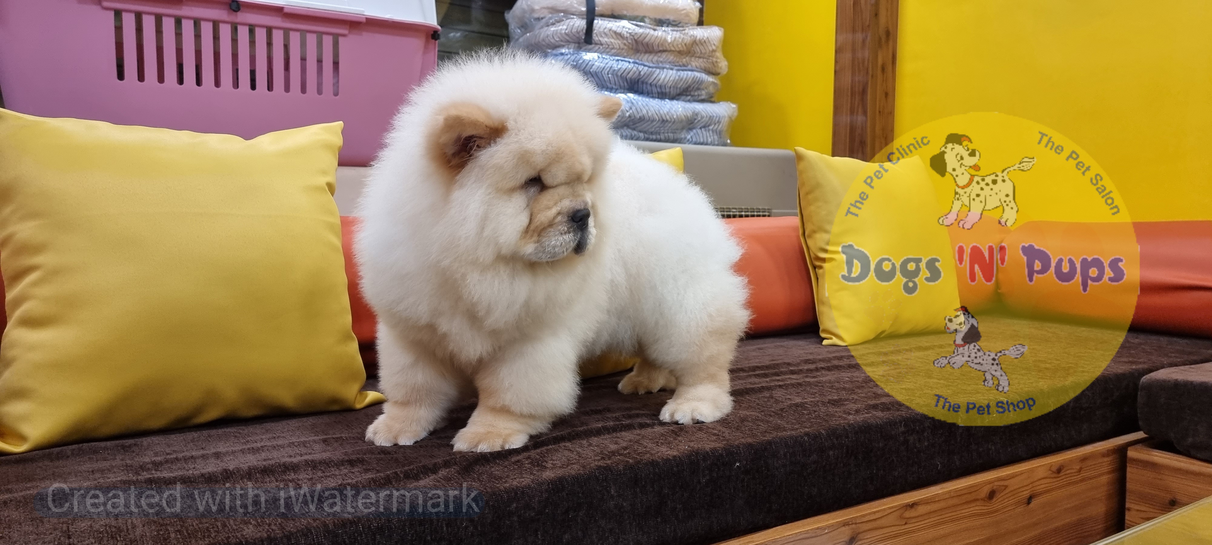 Chow chow image 4