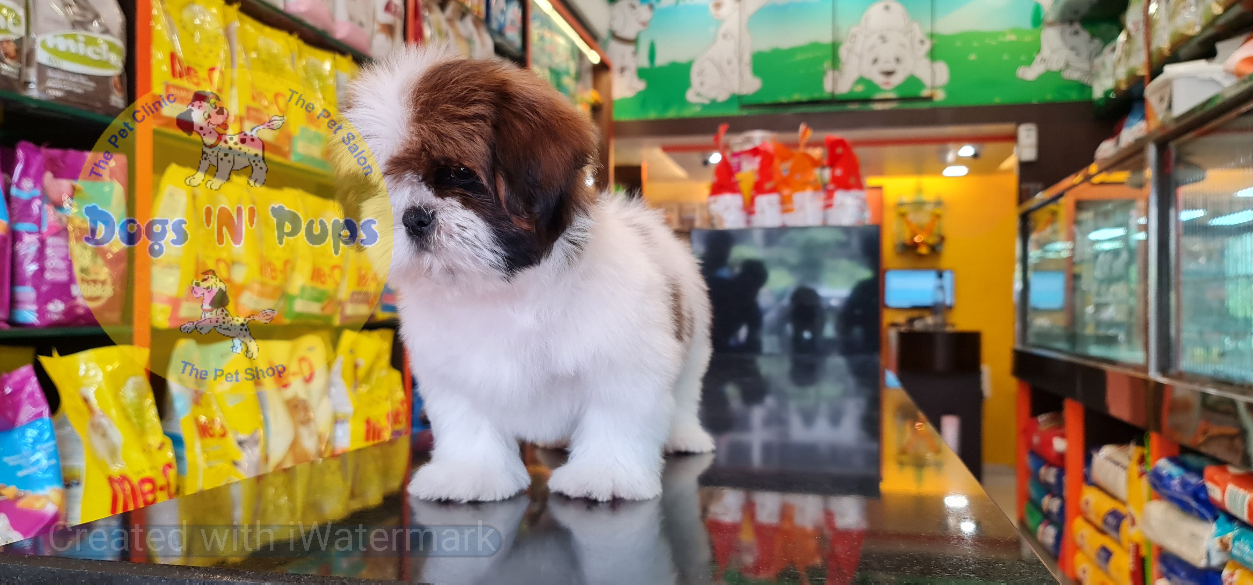 Shihtzu puppy image 12