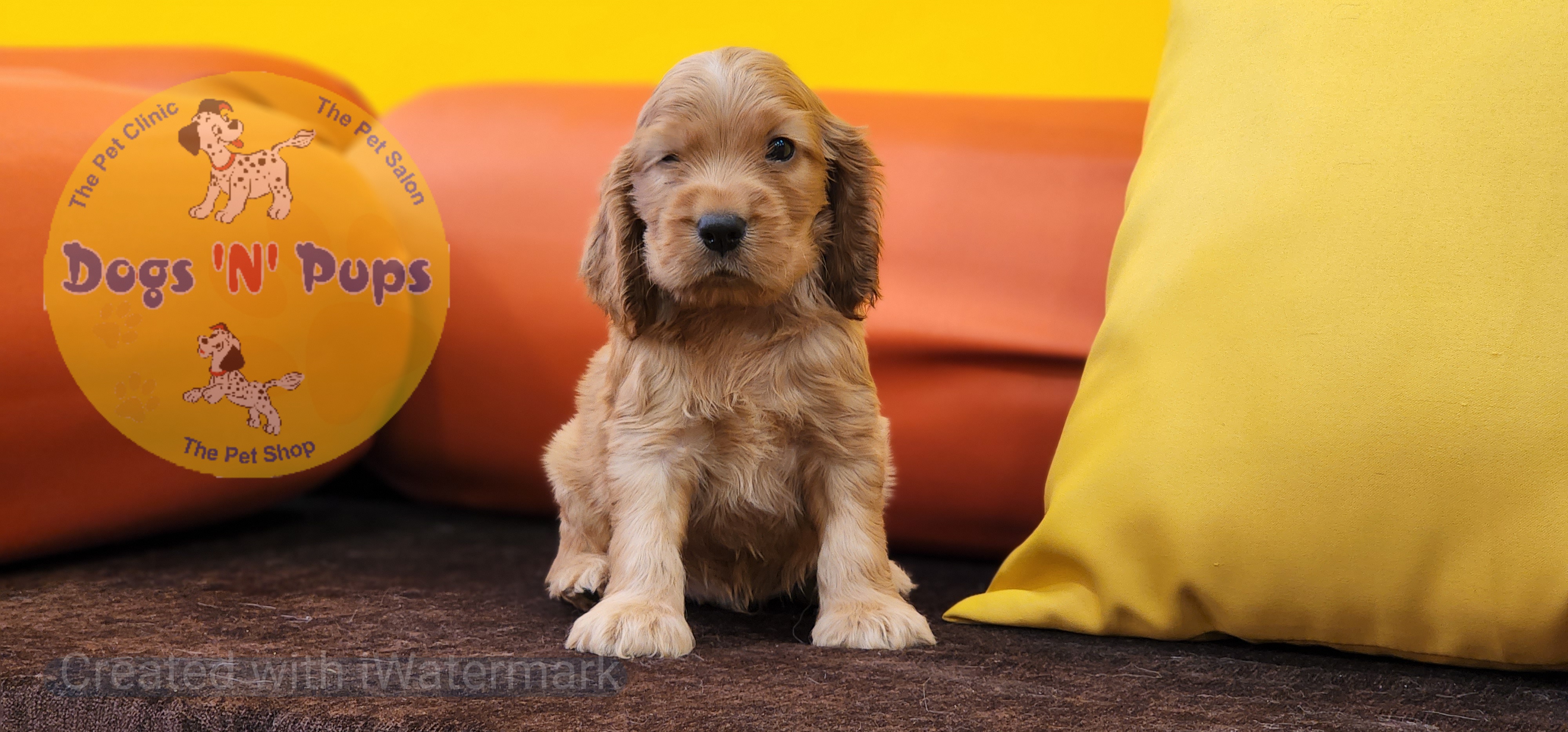 Cocker Spaniel  image 3