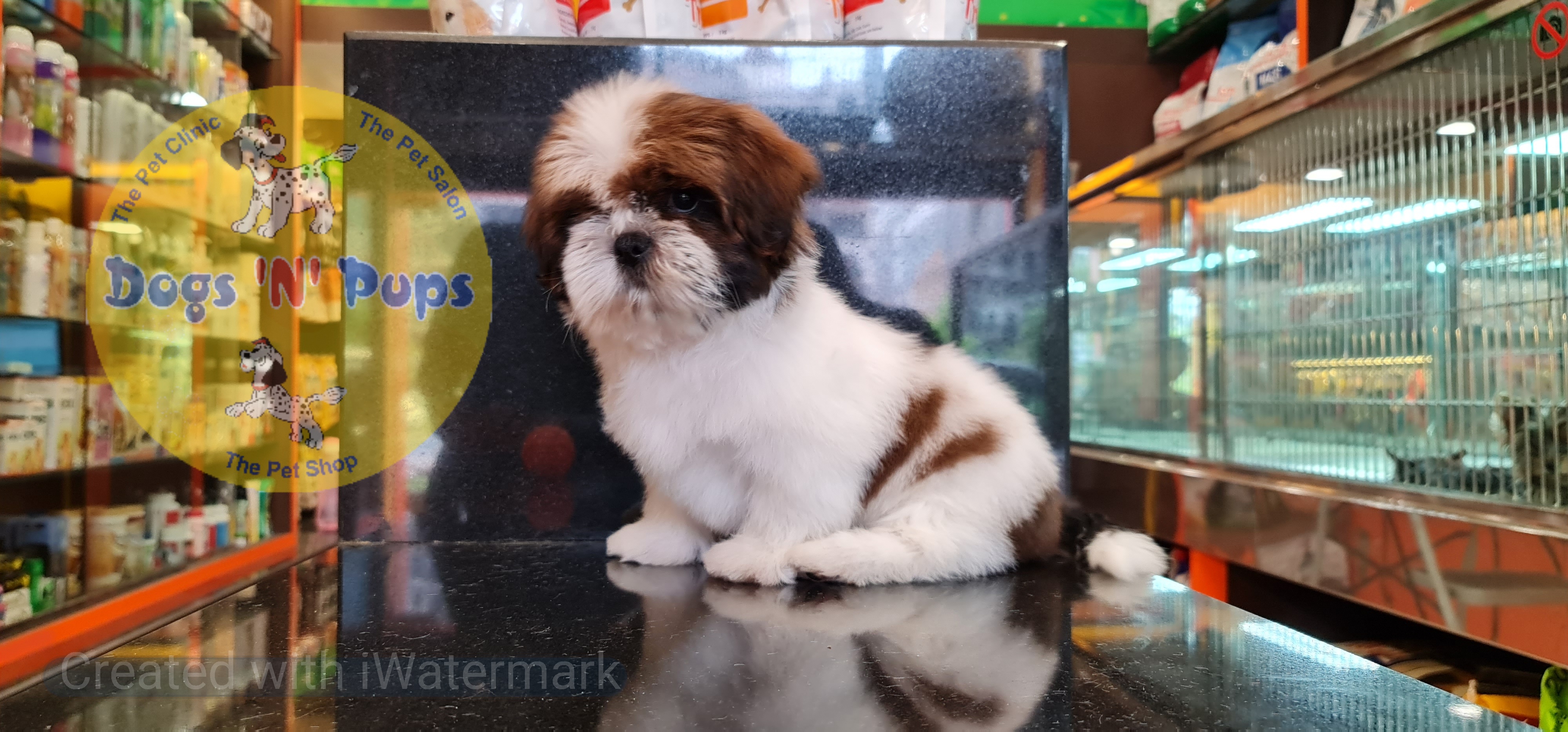 Shihtzu puppy image 2