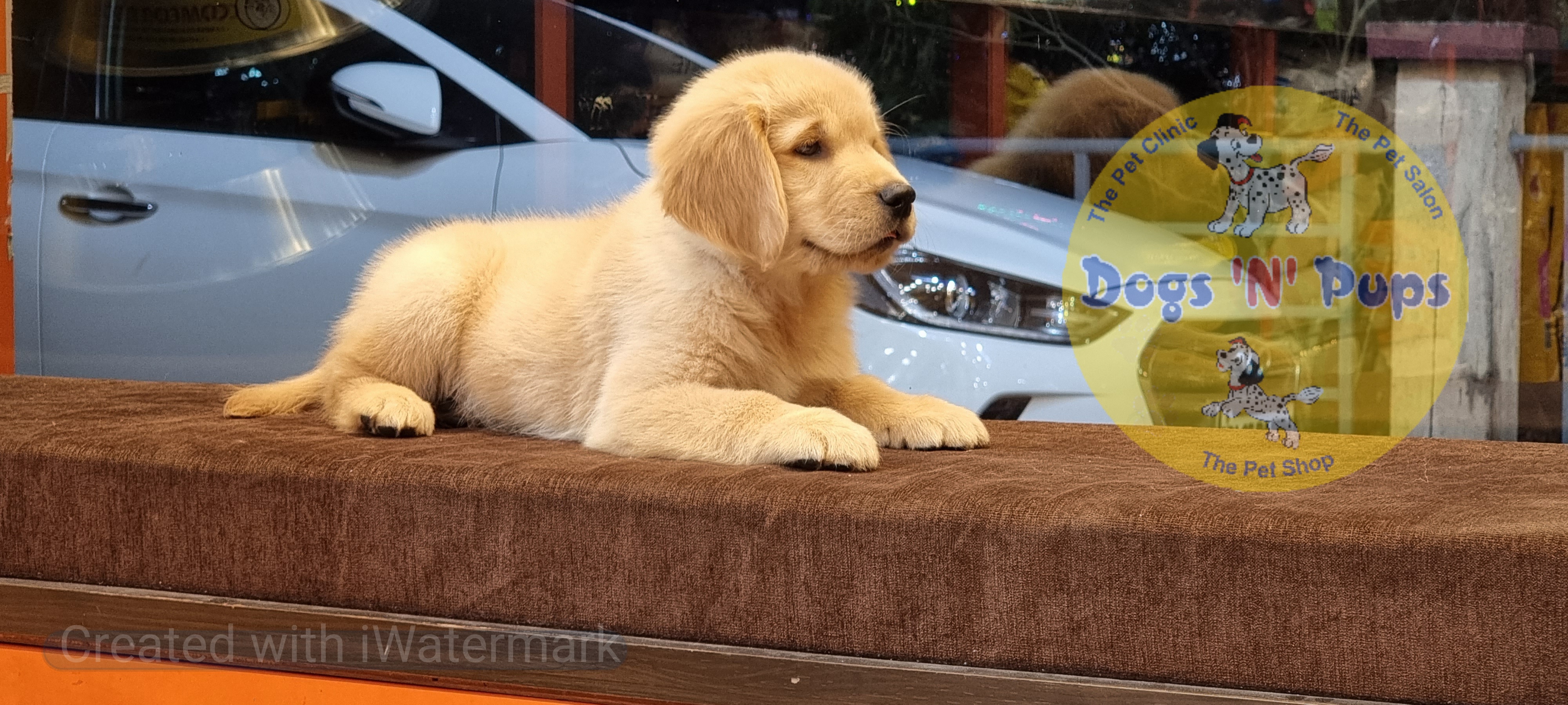 Golden retriever  image 12