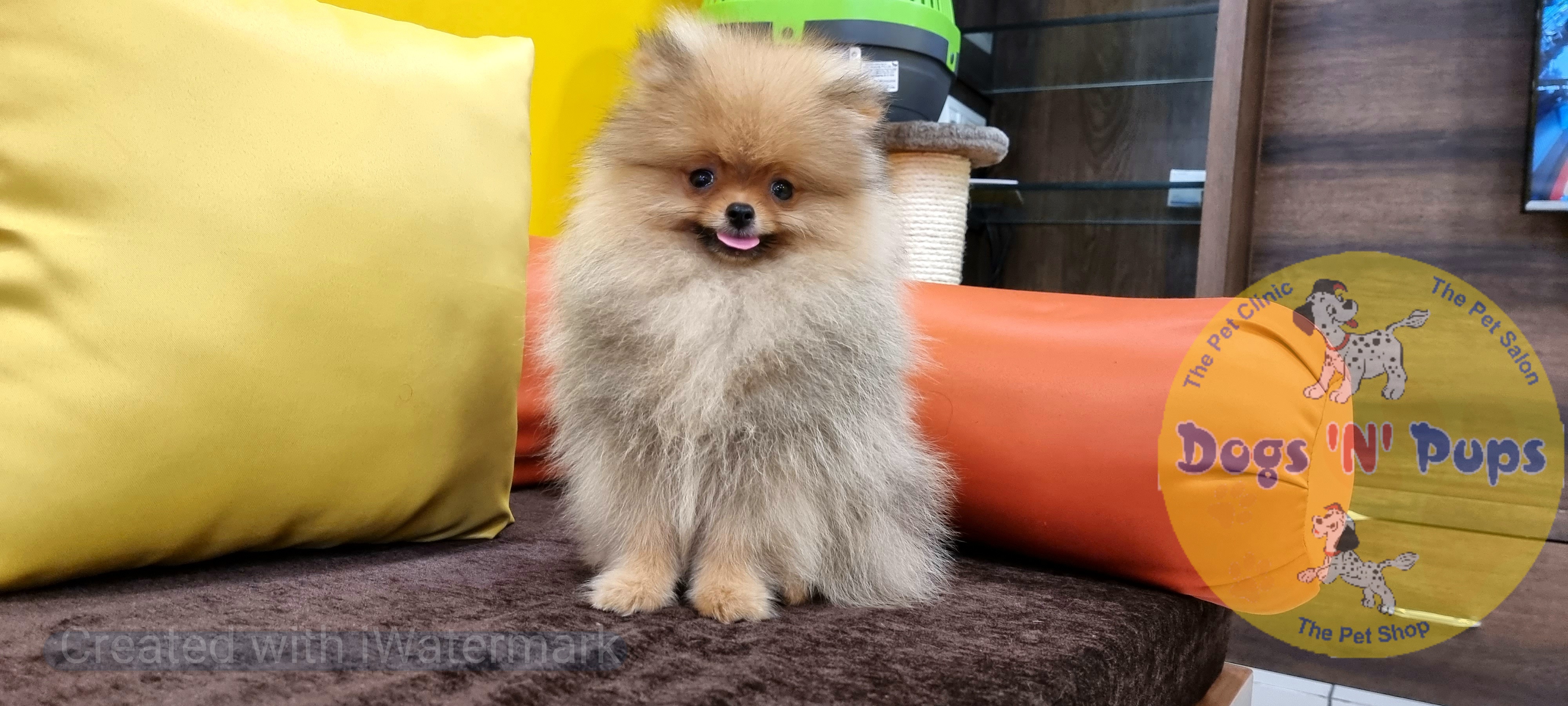 Toy pomeranian  image 8