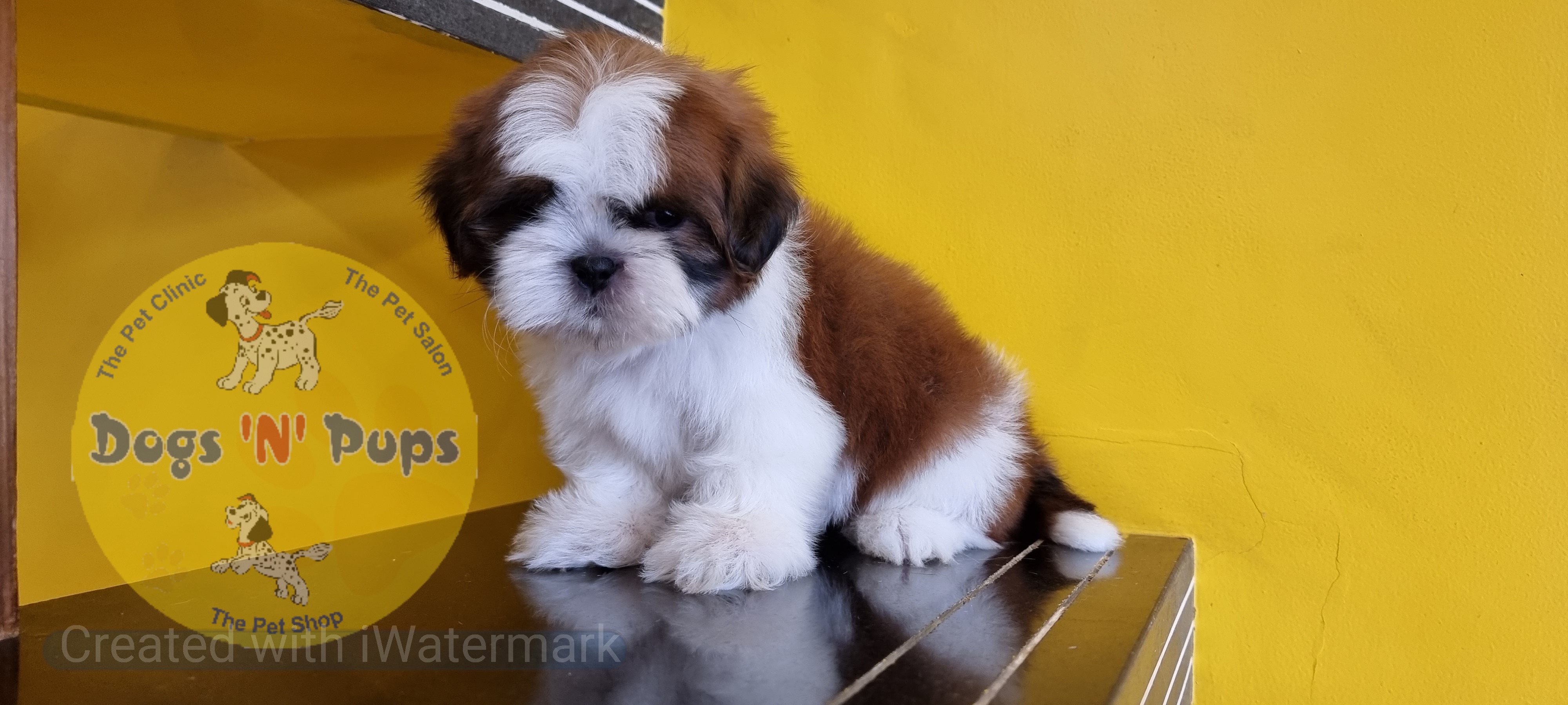 Shihtzu  image 3