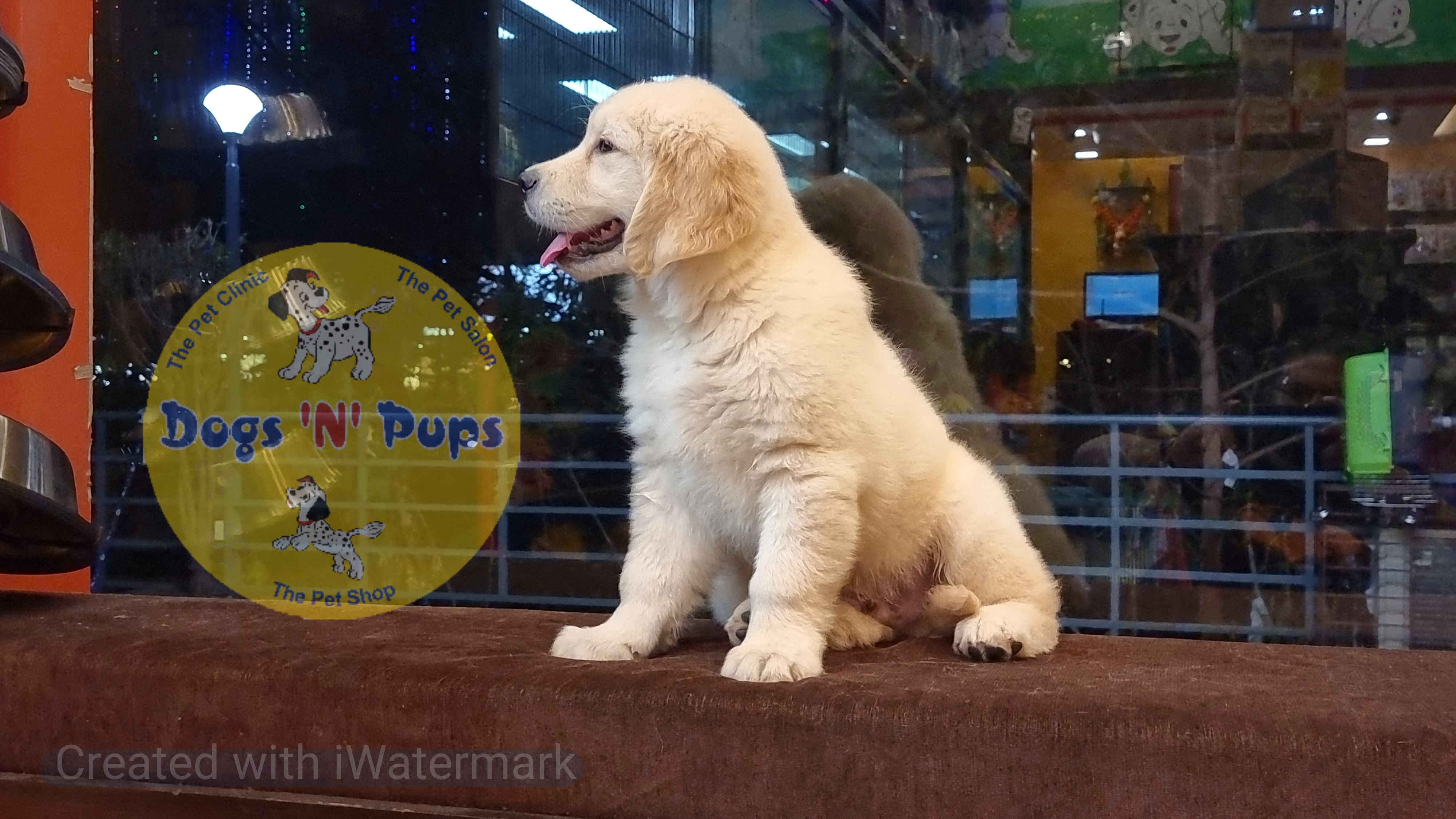 Golden retriever  image 3