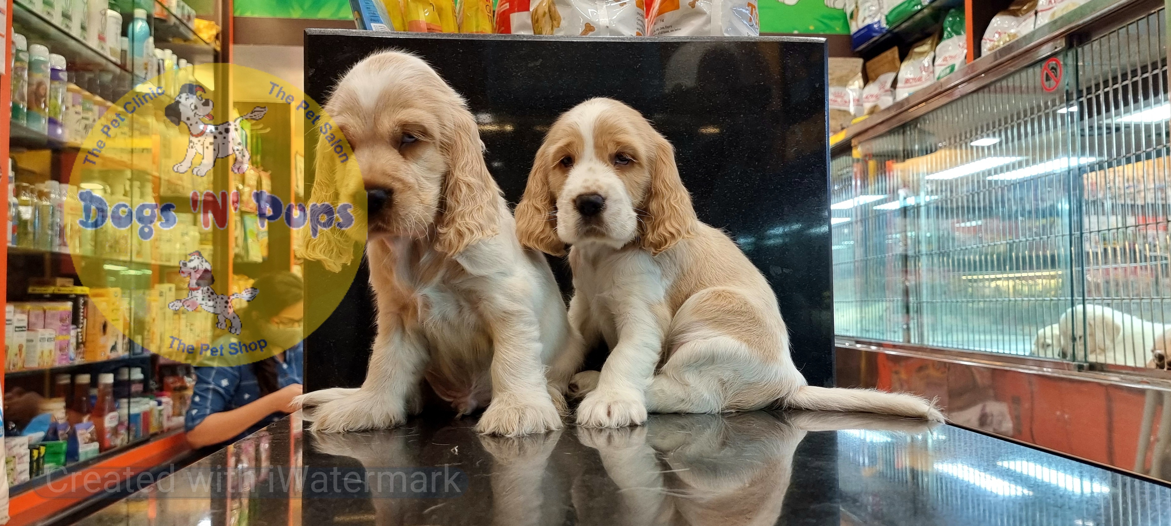 Cocker spaniel puppies  image 11