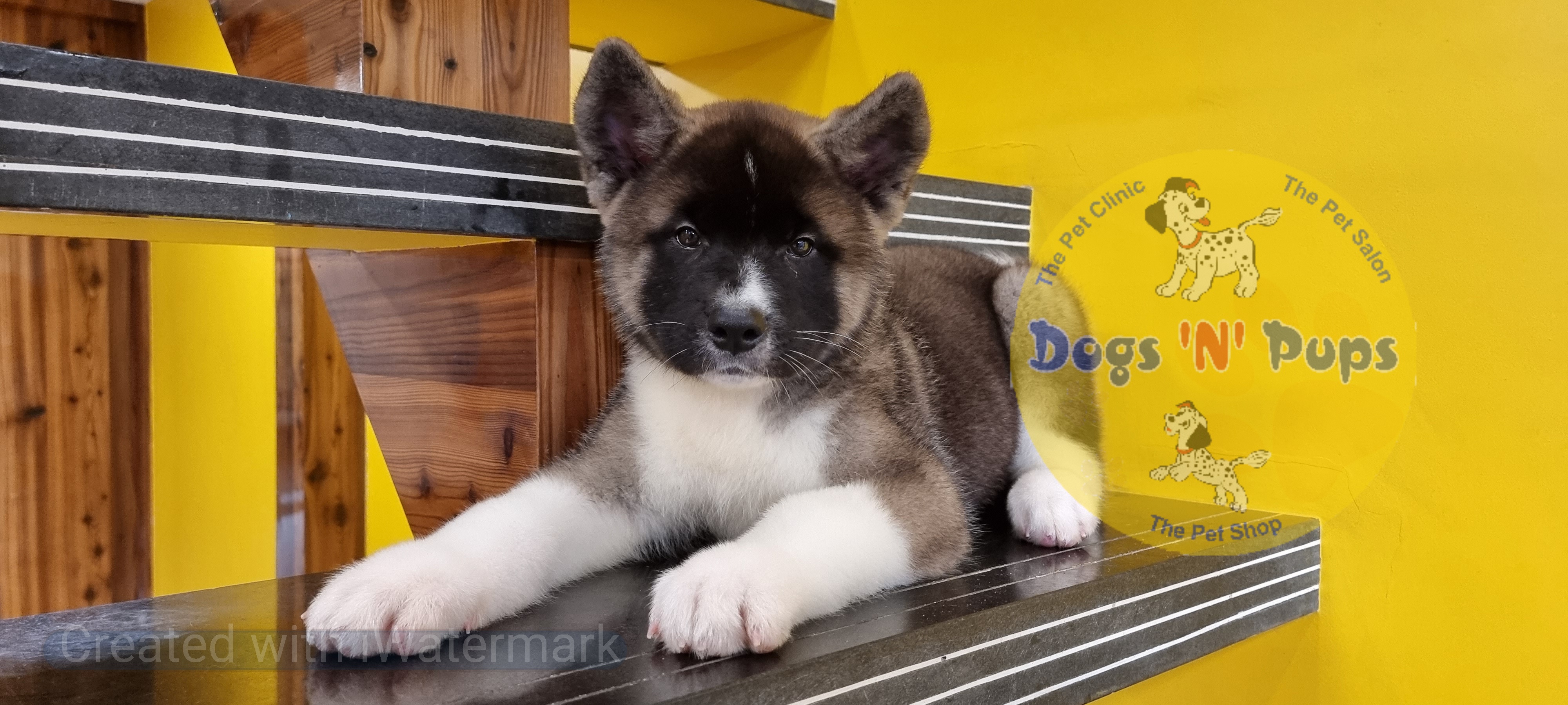 American Akita  image 7