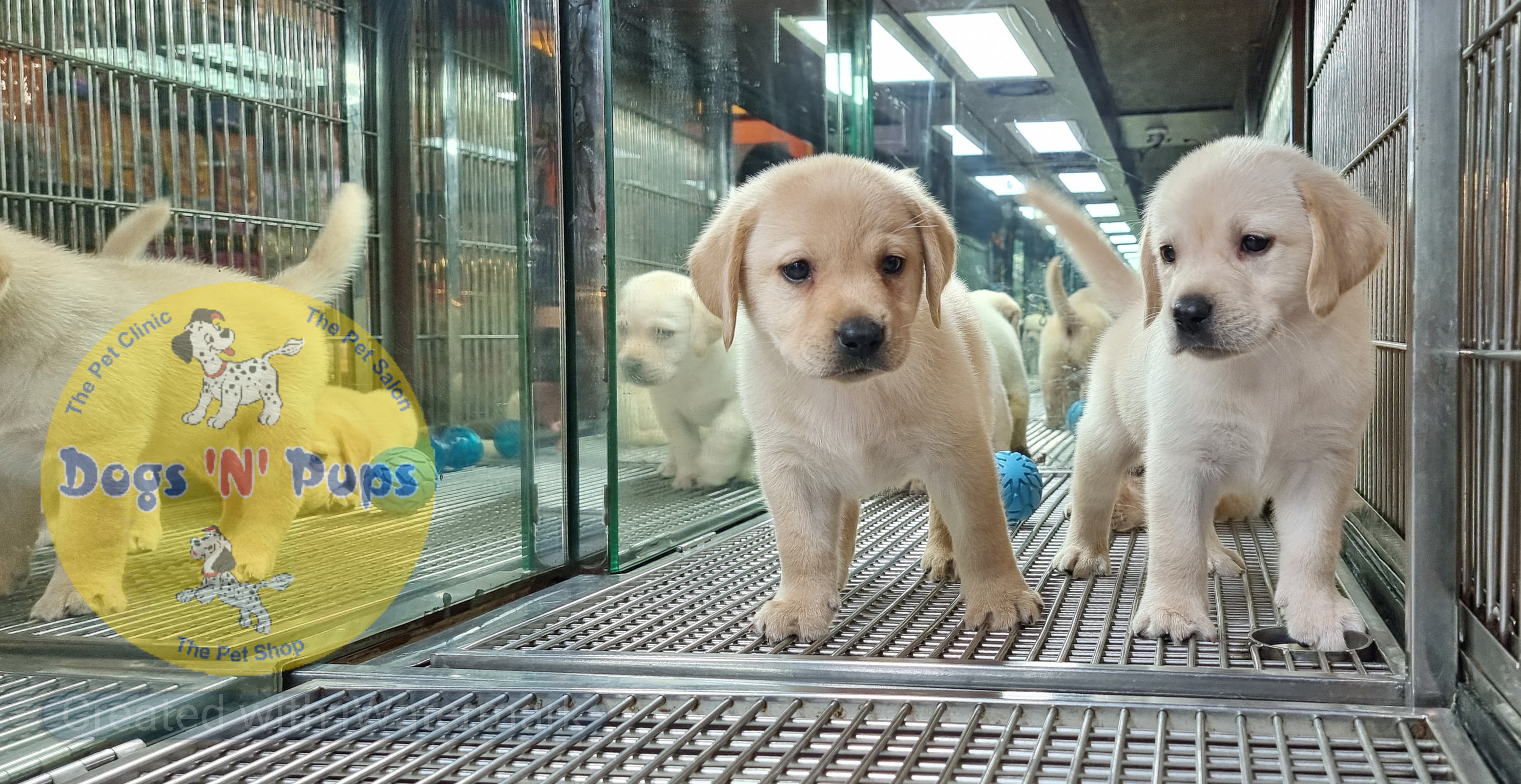 Labrador puppies  image 15