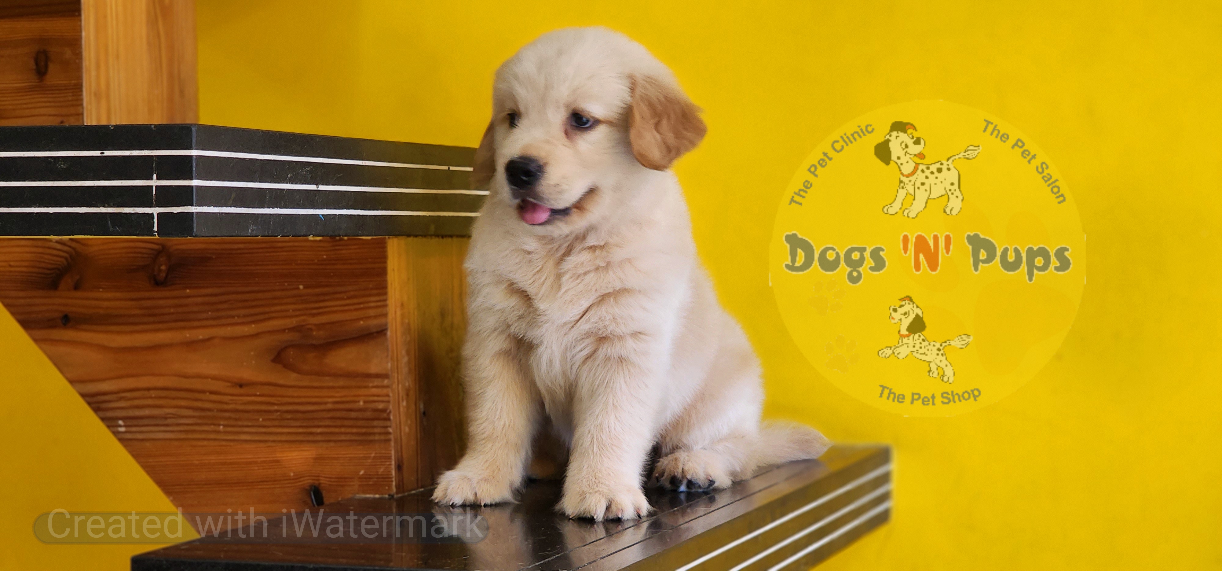 Golden retriever  image 4