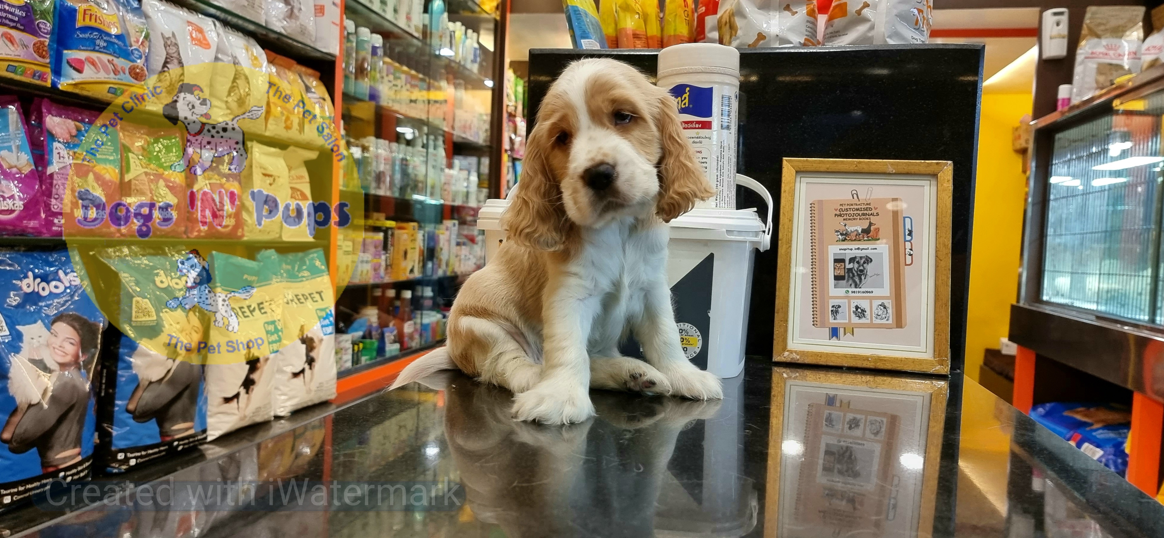 Cocker spaniel puppies  image 4