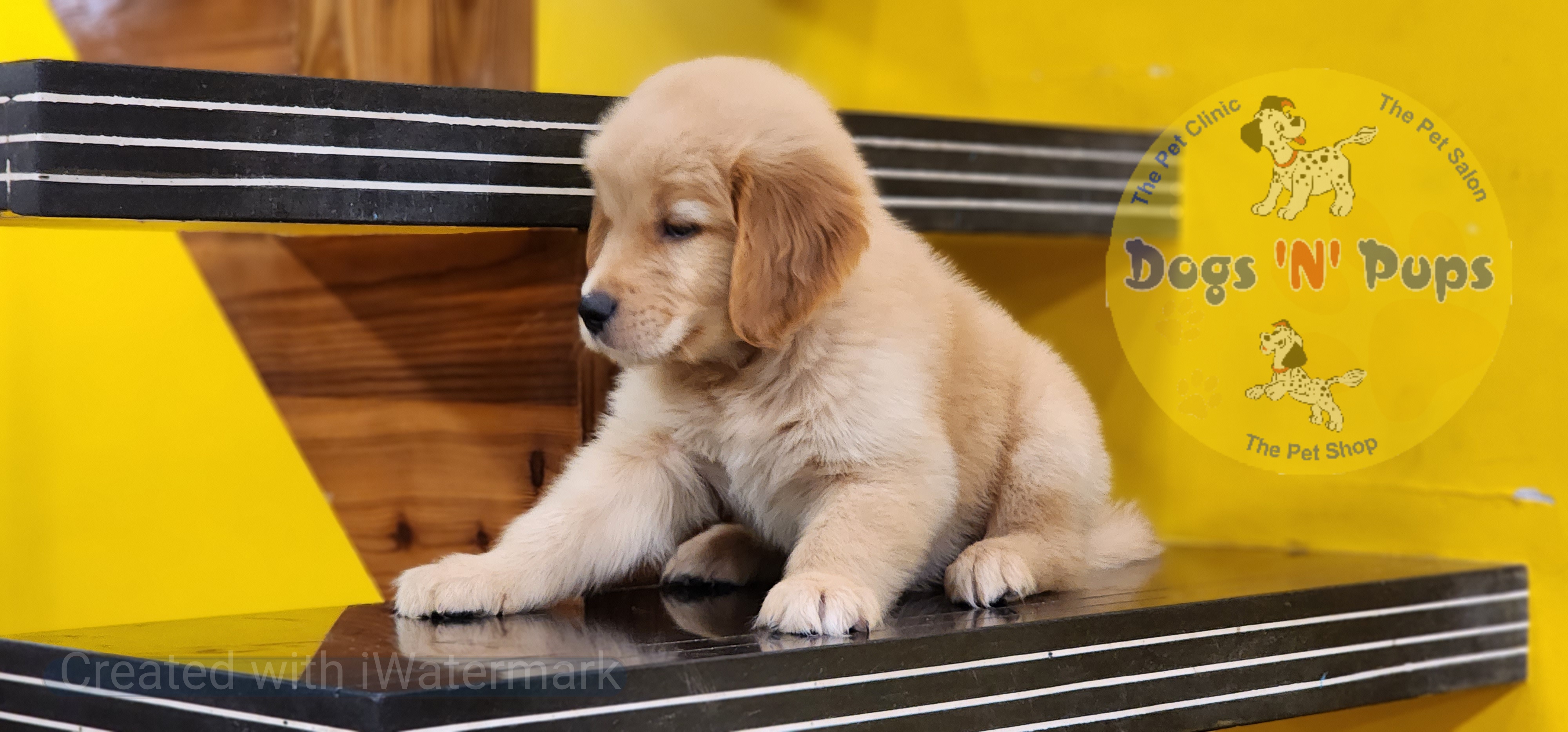 Golden retriever  image 2