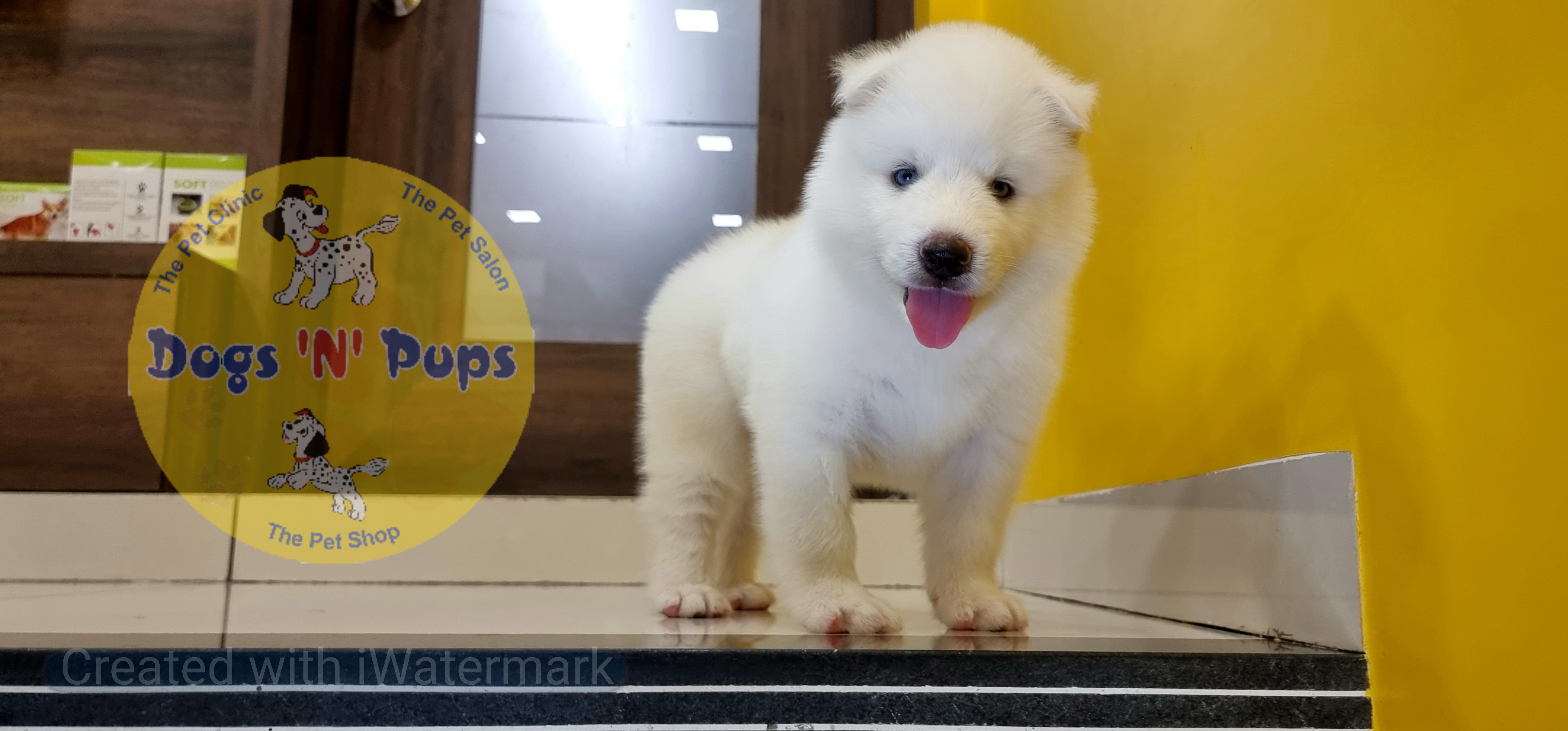 Siberian husky  image 9