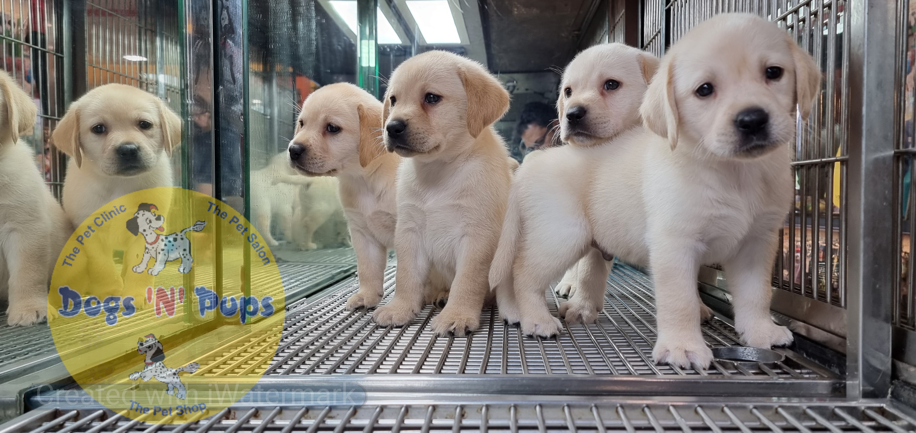 next dog posted image