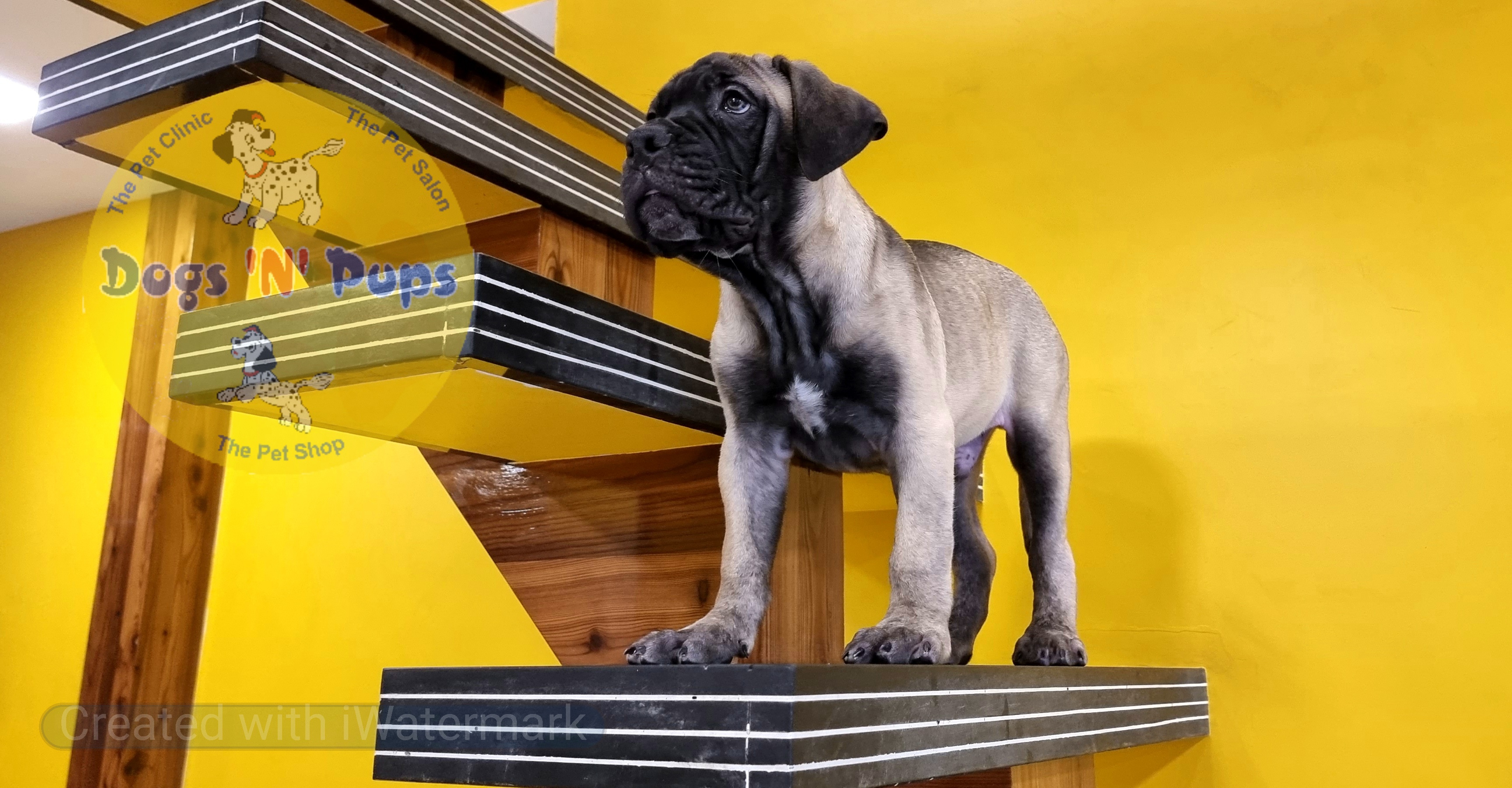 Bullmastiff  image 11