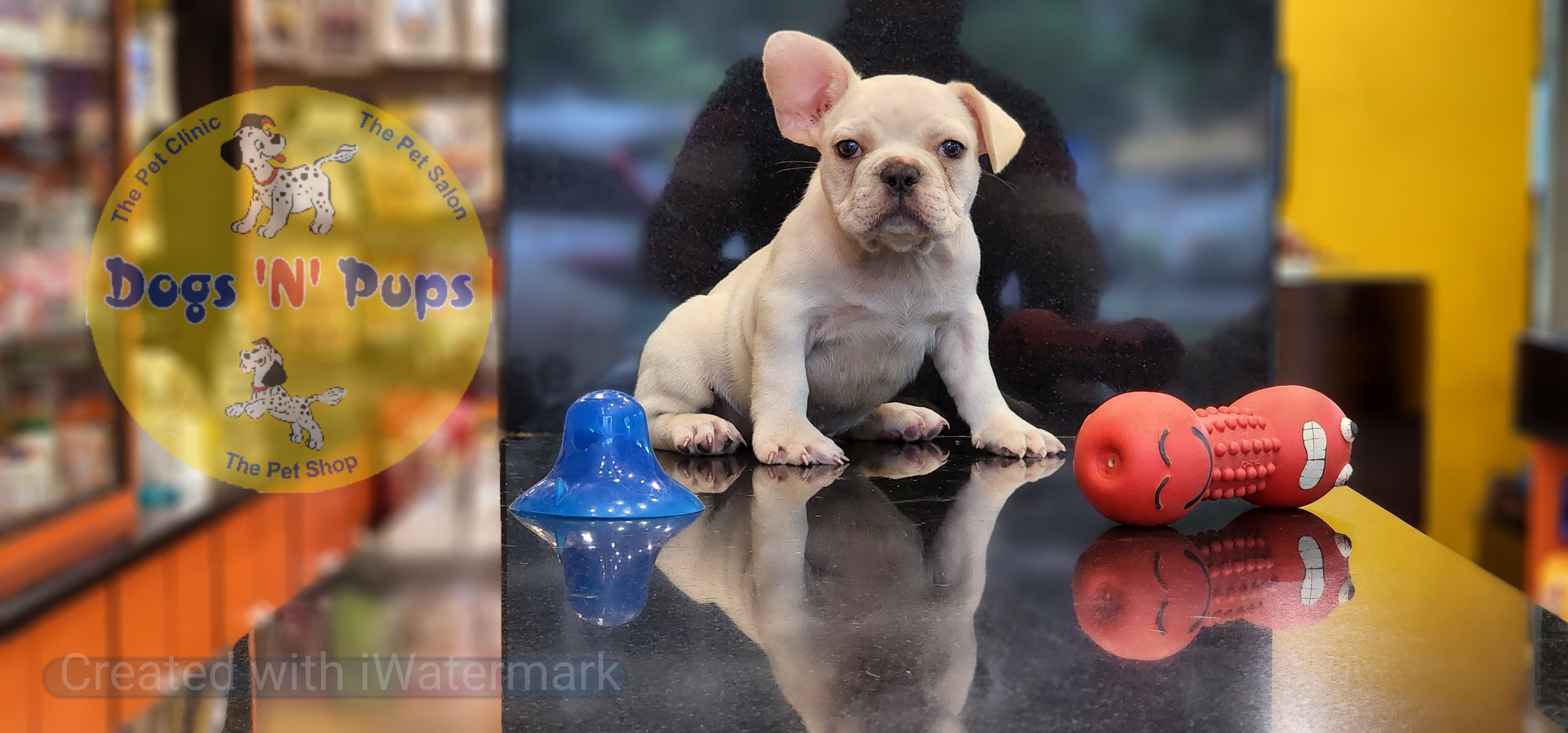 prev dog posted image