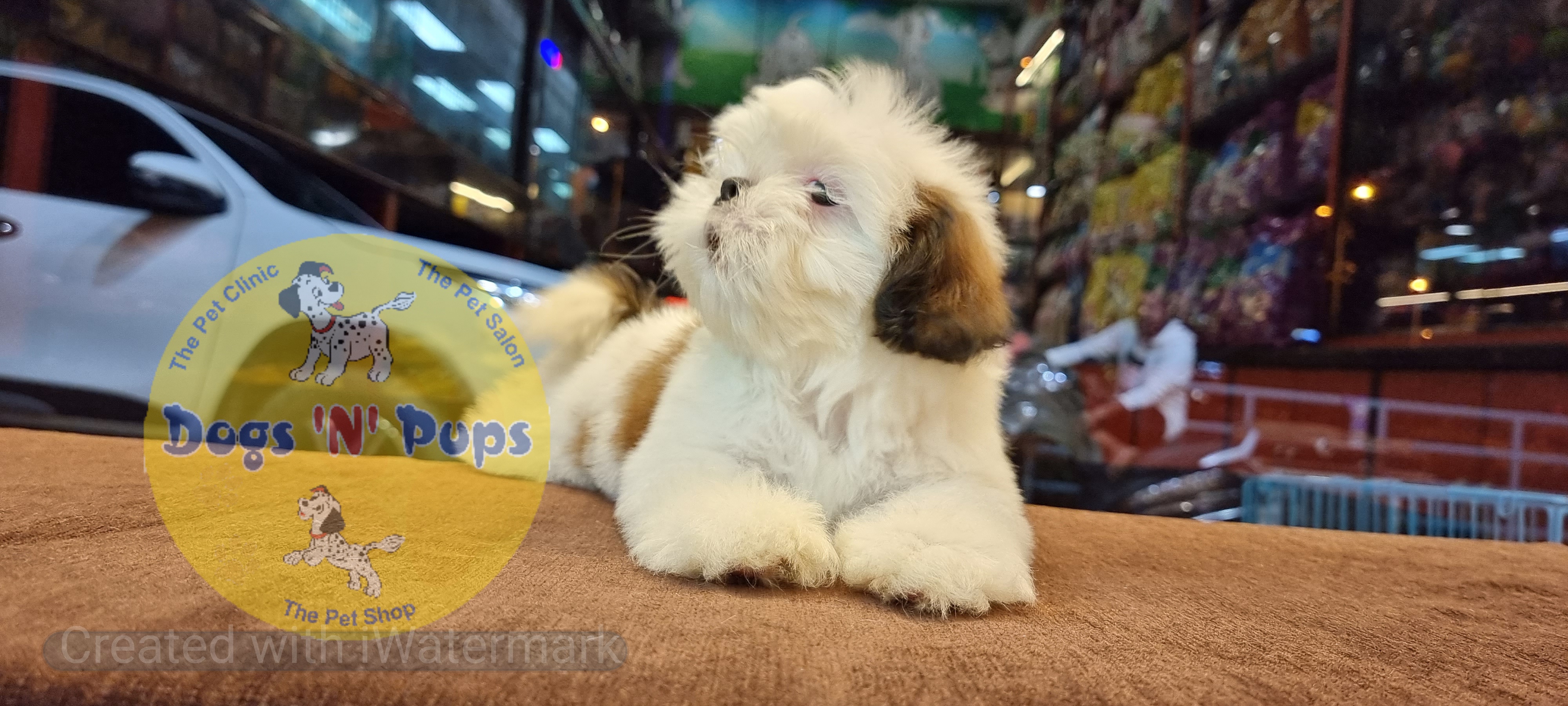 Shihtzu  image 5