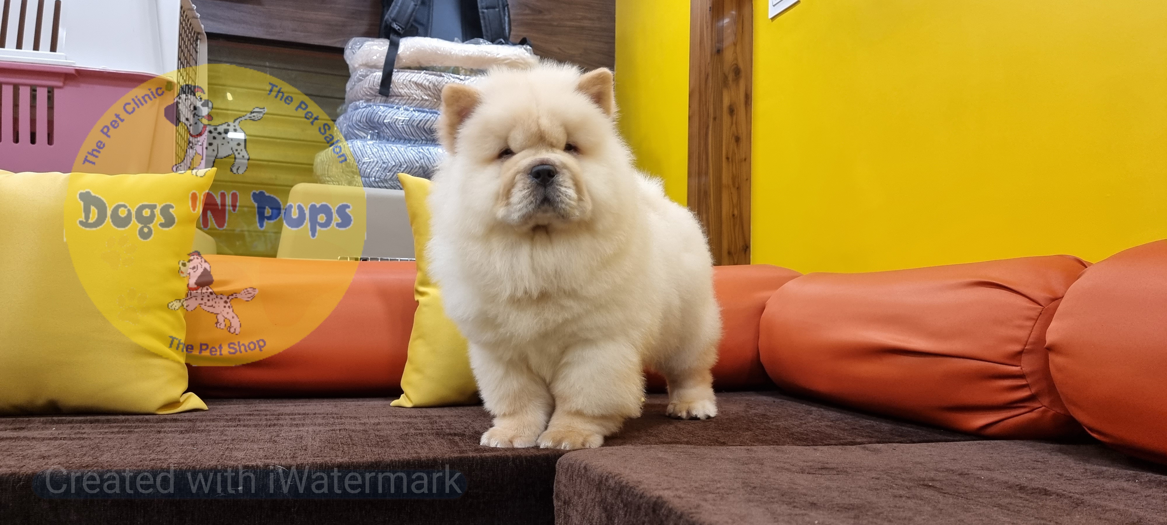 Chow chow image 2
