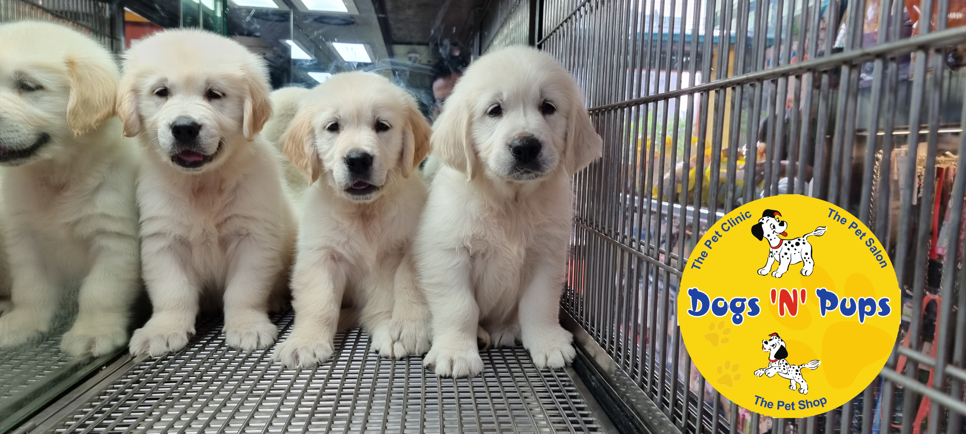 Golden retriever  image 6