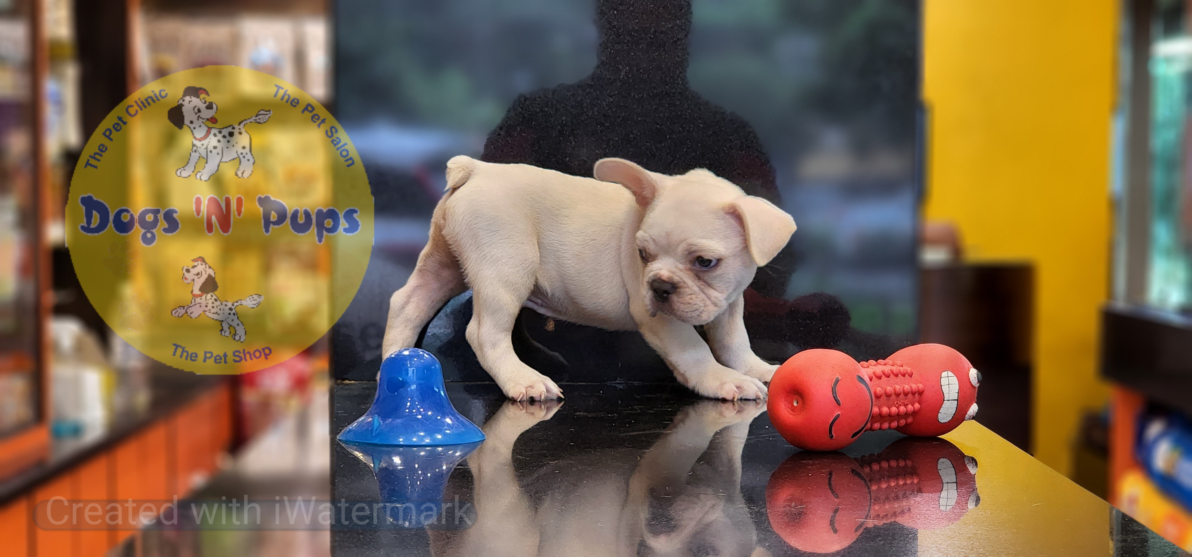 French bulldog  image 10
