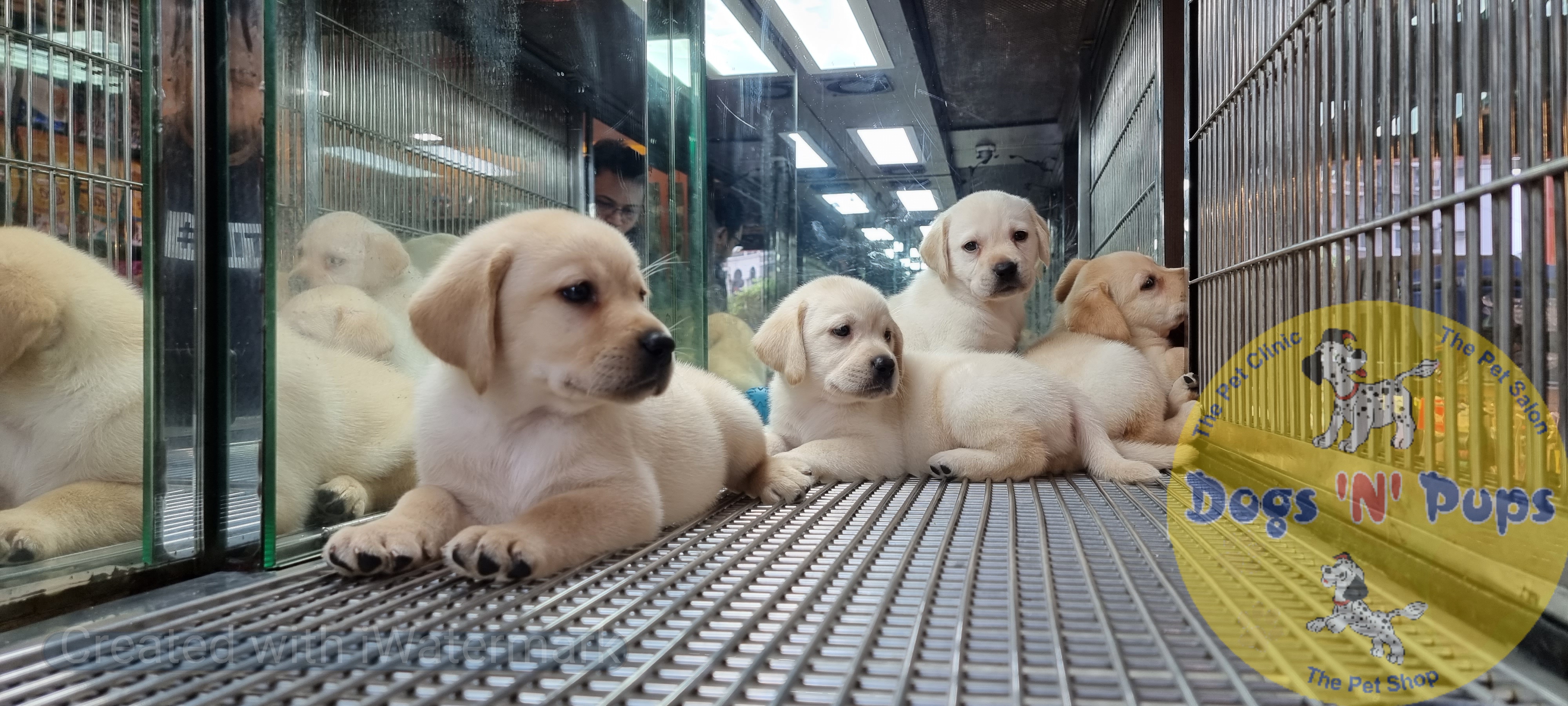 Labrador puppies  image 11