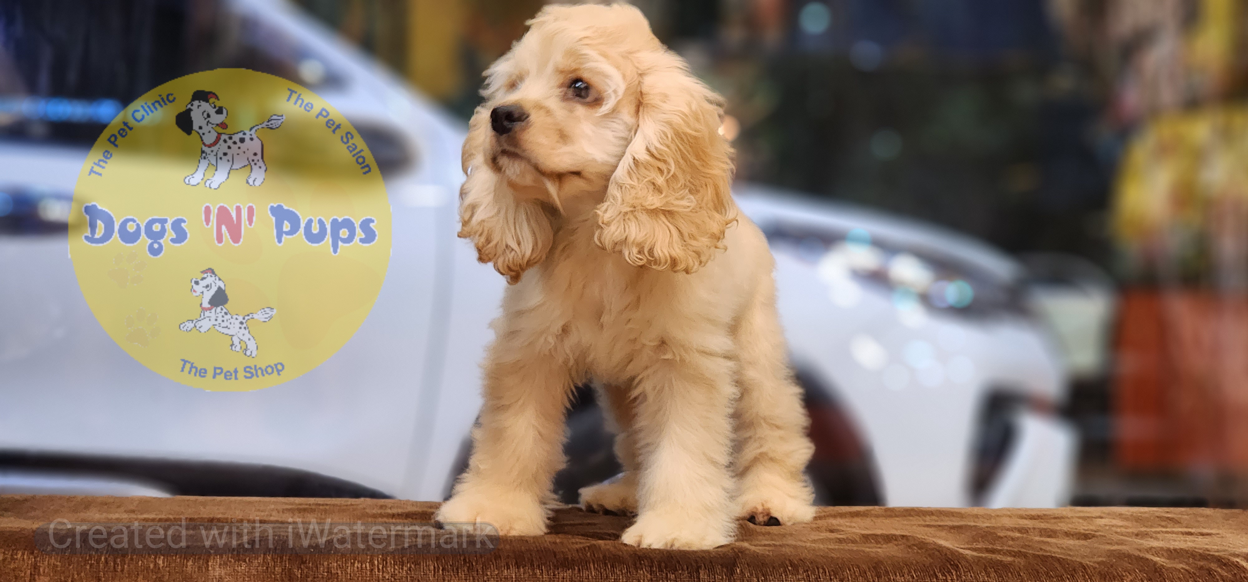 American Cocker Spaniel  image 4