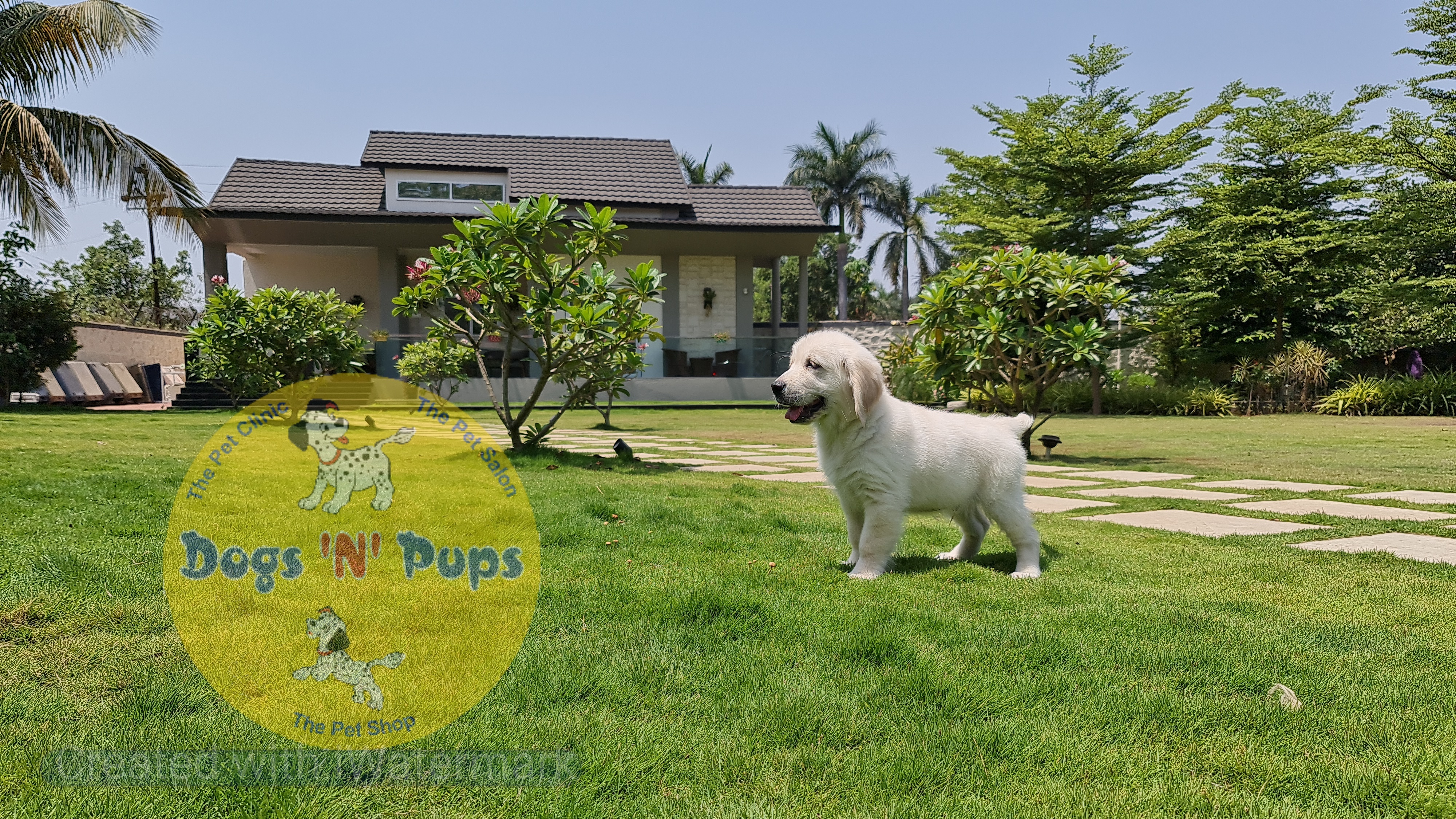 Golden retriever  image 3