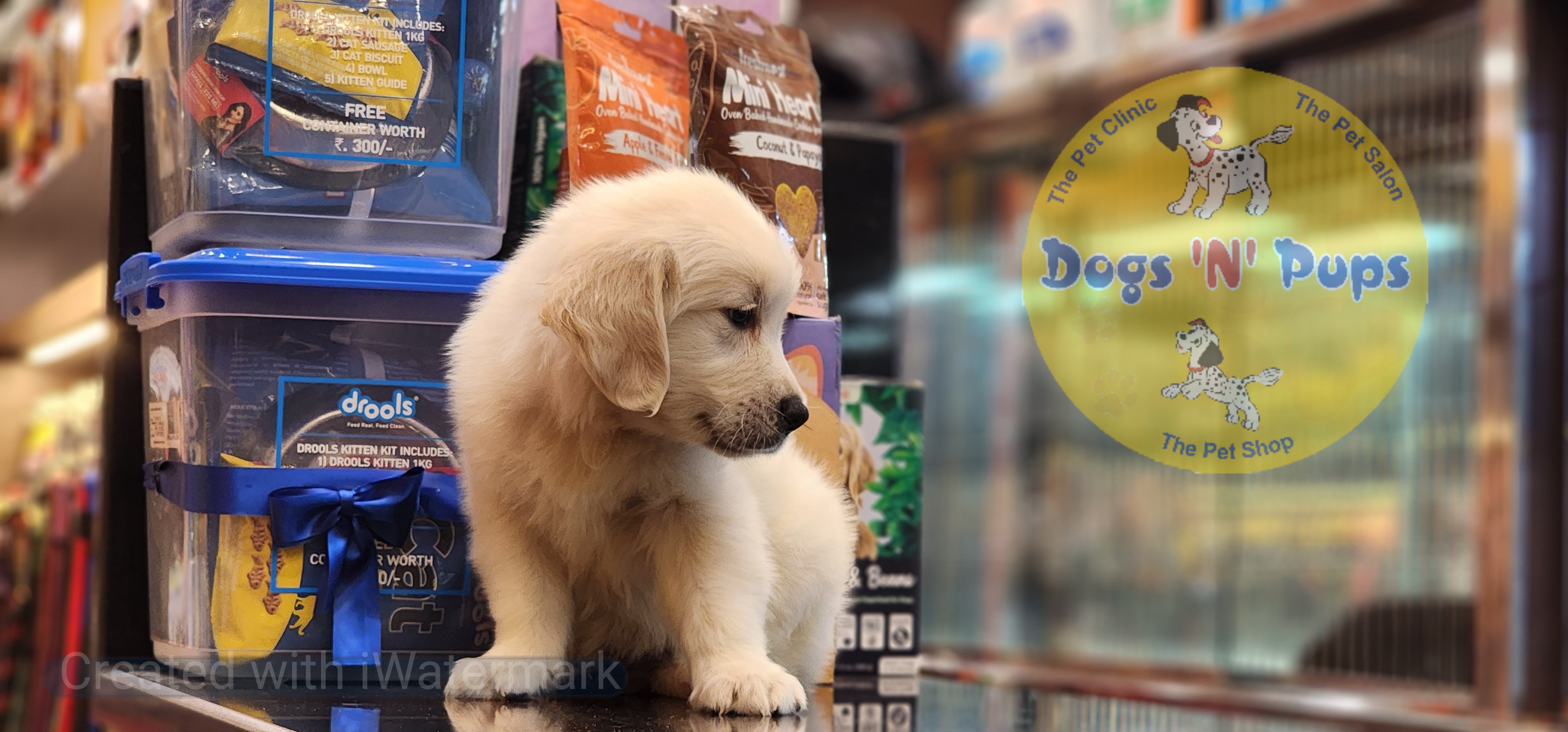 Golden retriever  image 6