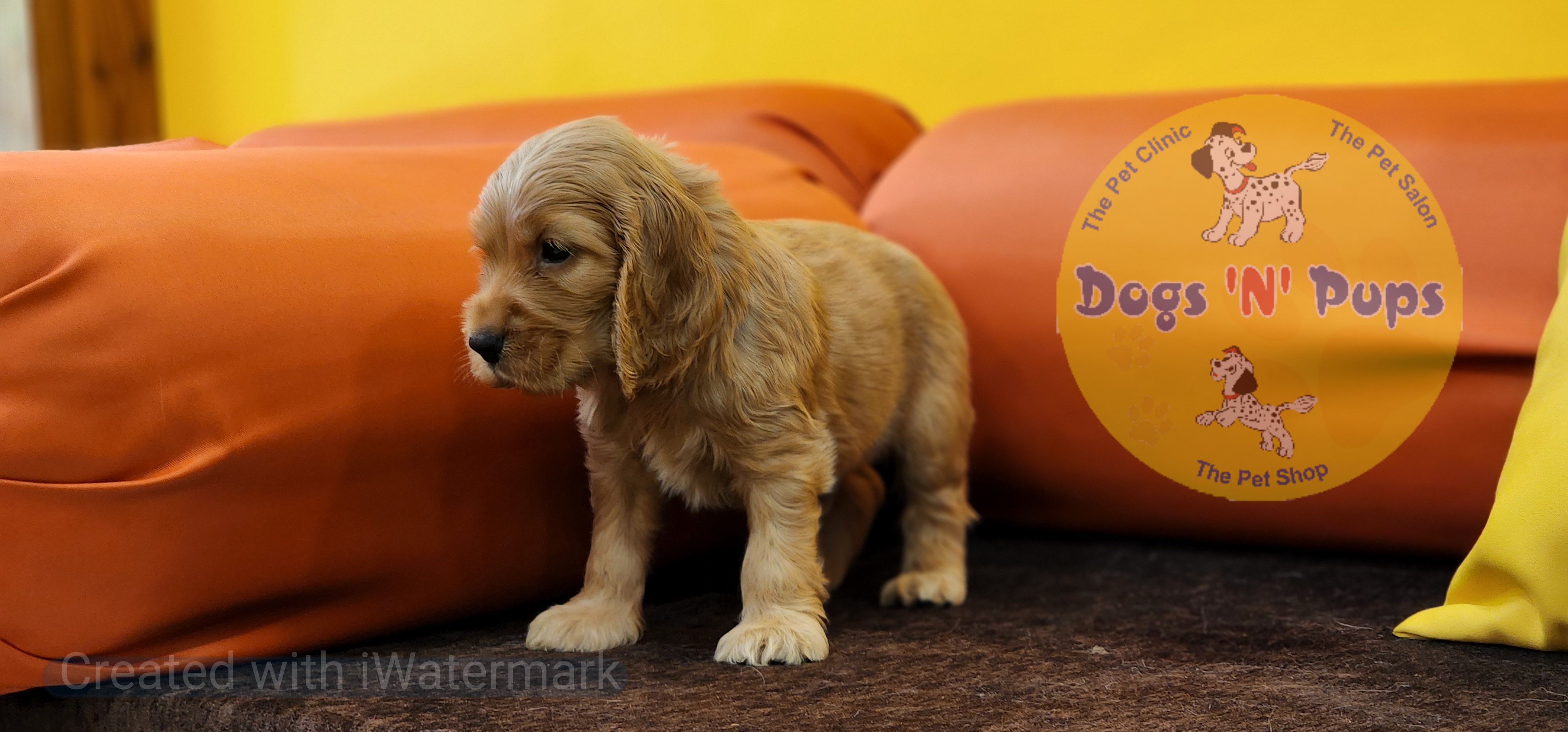 Cocker Spaniel  image 4