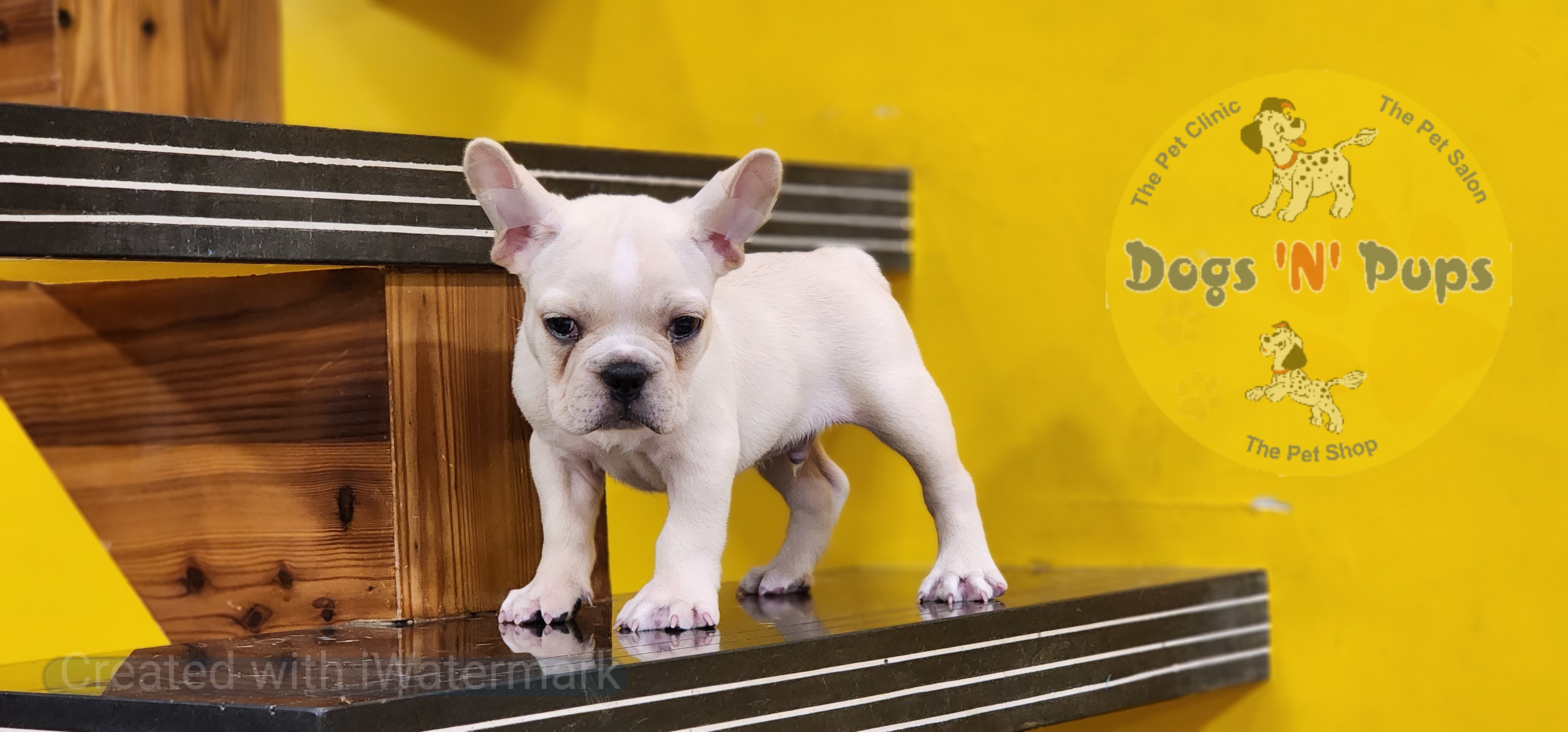 French bulldog  image 4