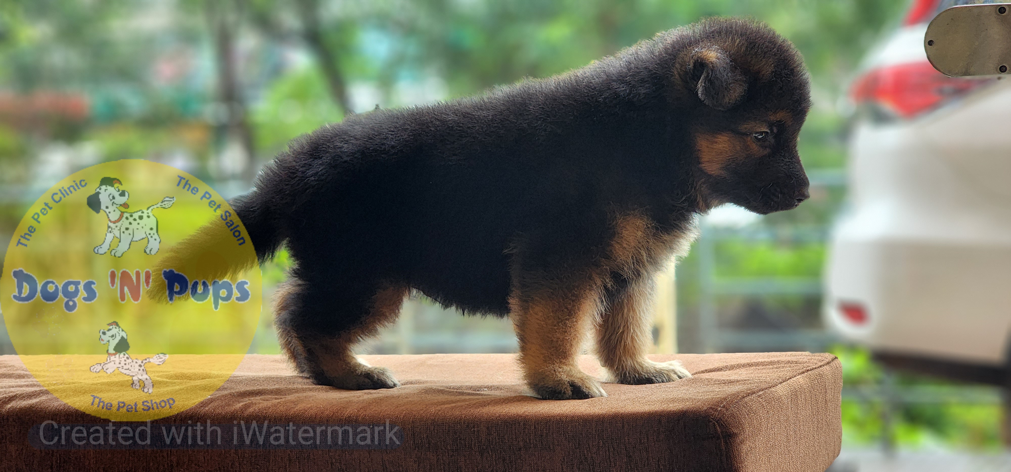 German shepherd  image 2