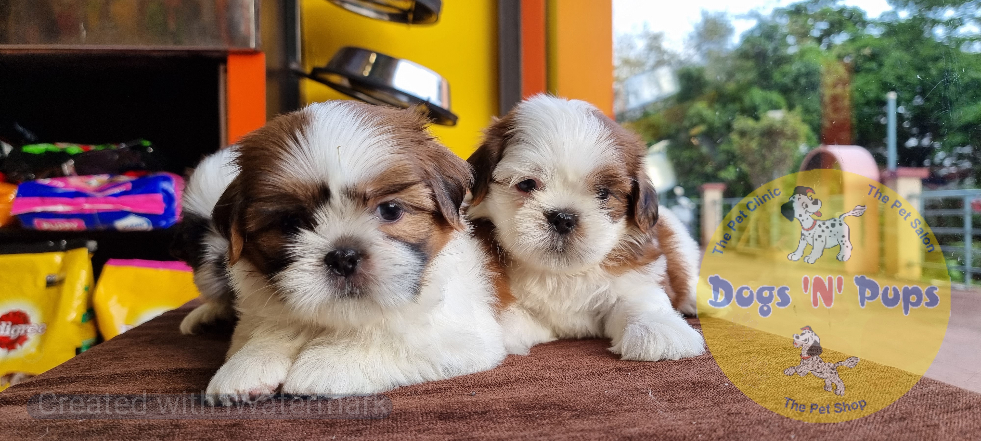 Shihtzu  image 10