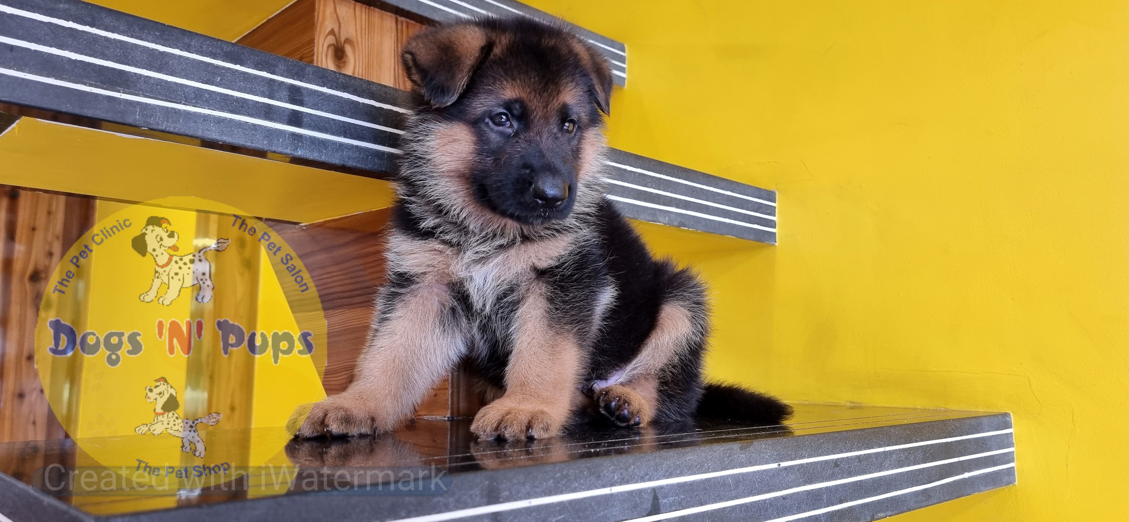 pet German shepherd  header image