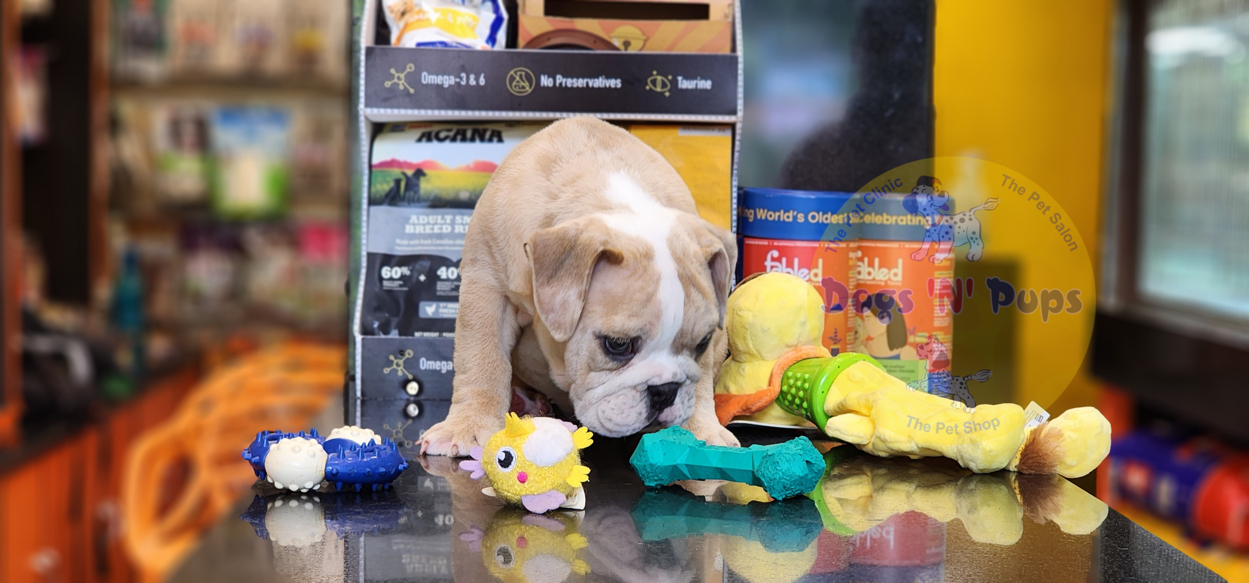 English Bulldog  image 10