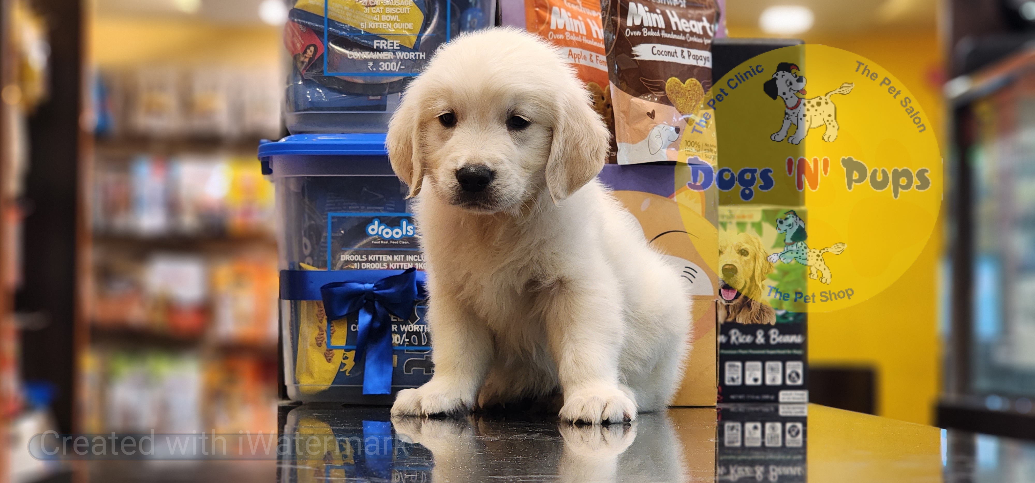 pet Golden retriever  header image