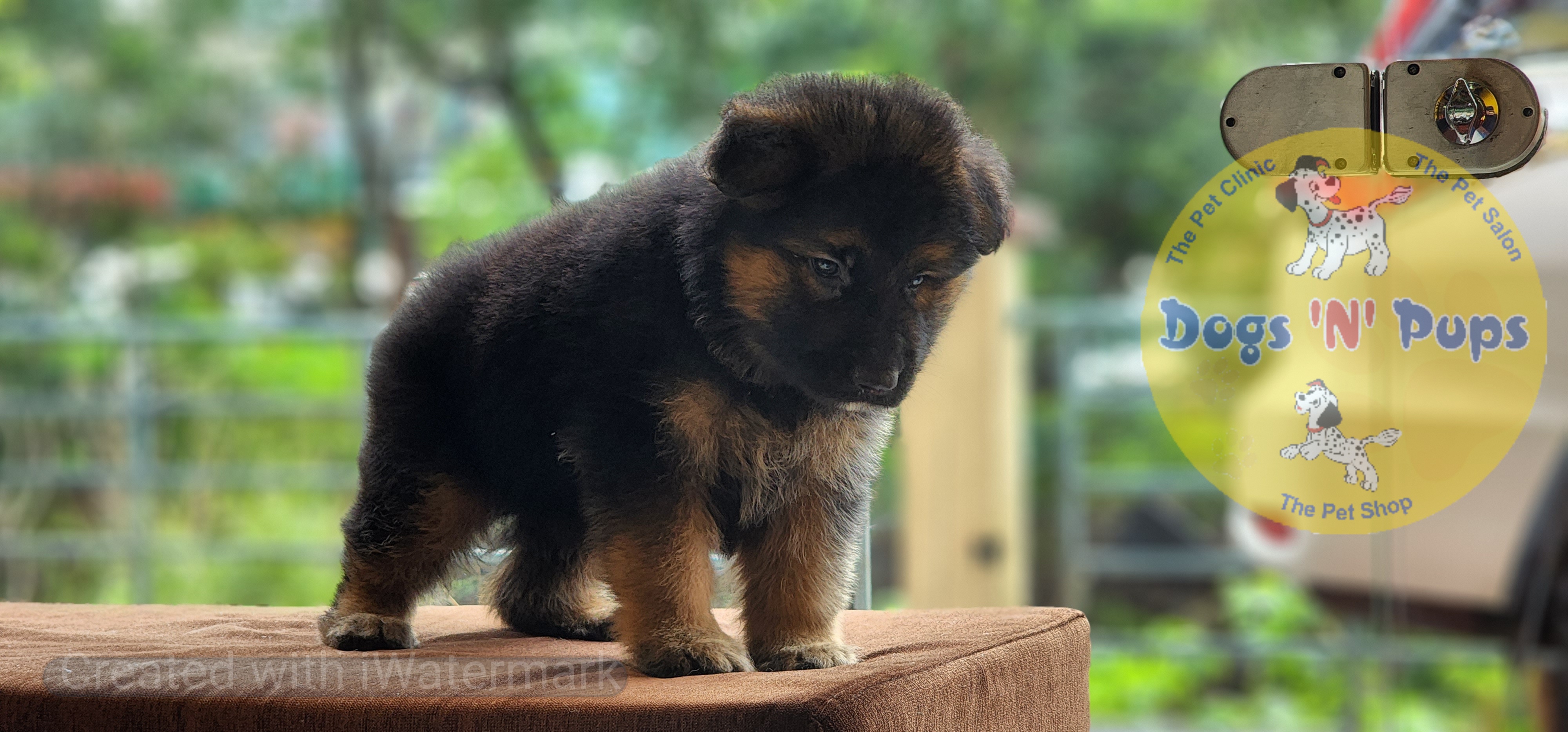 German shepherd  image 10