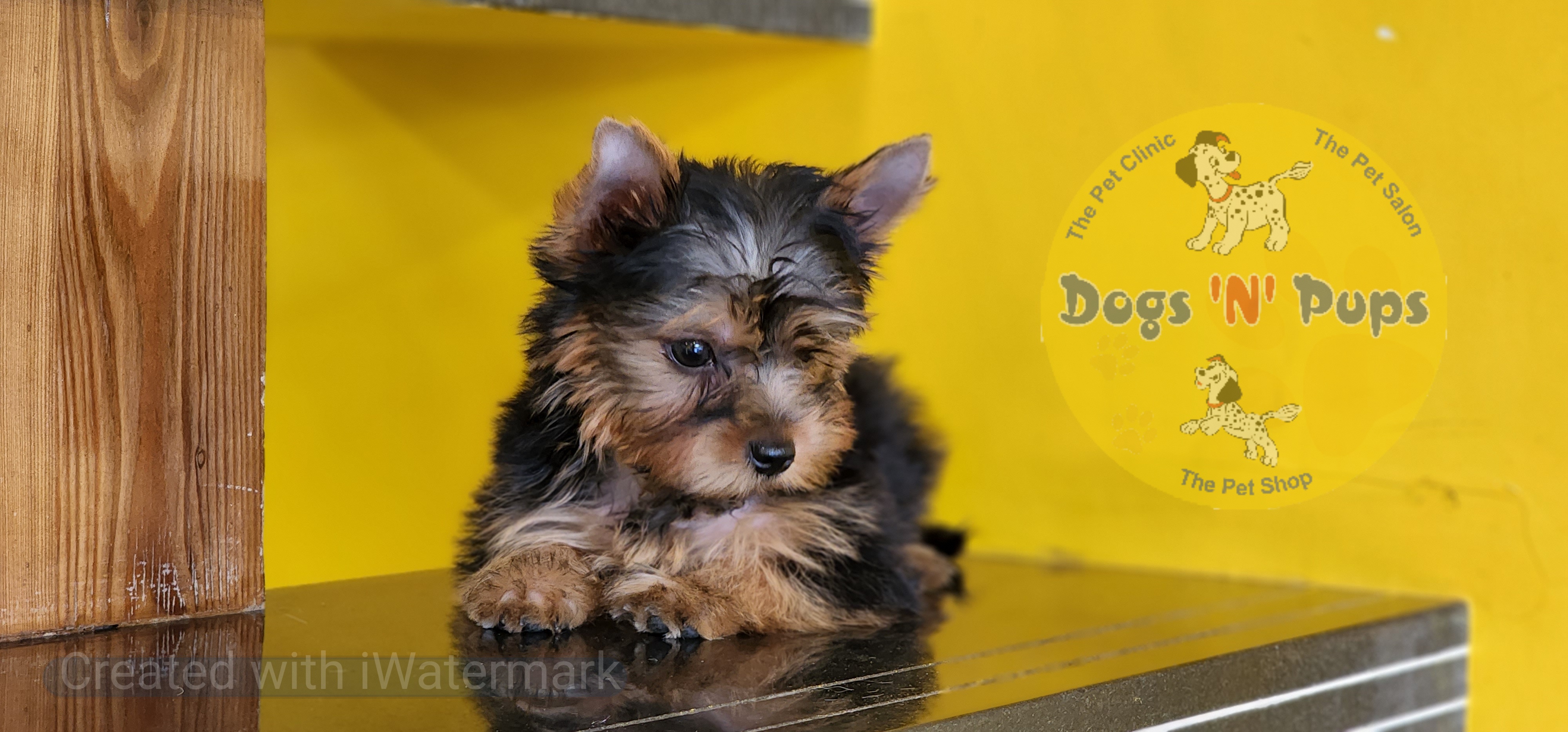 Yorkshire terrier  image 5