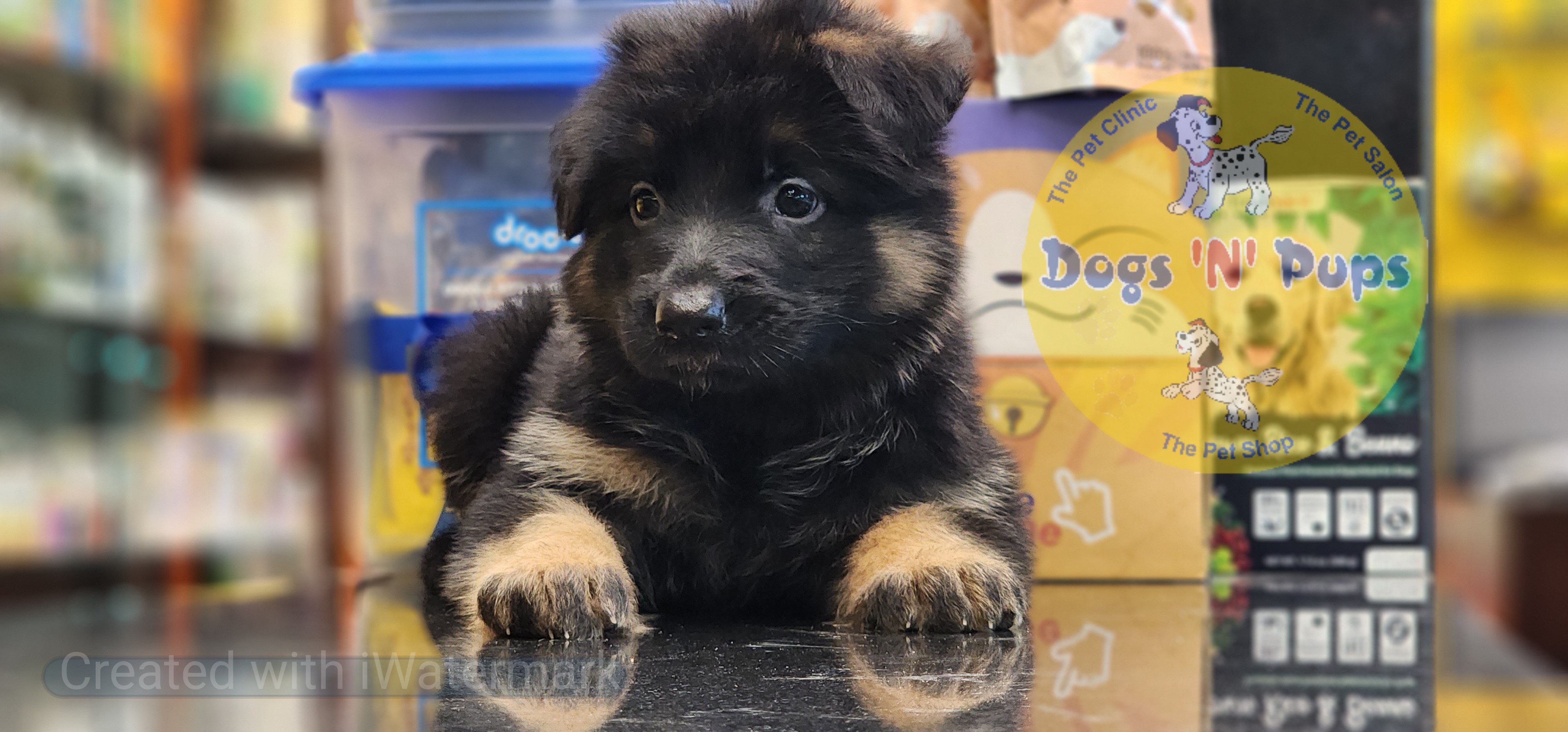 next dog posted image