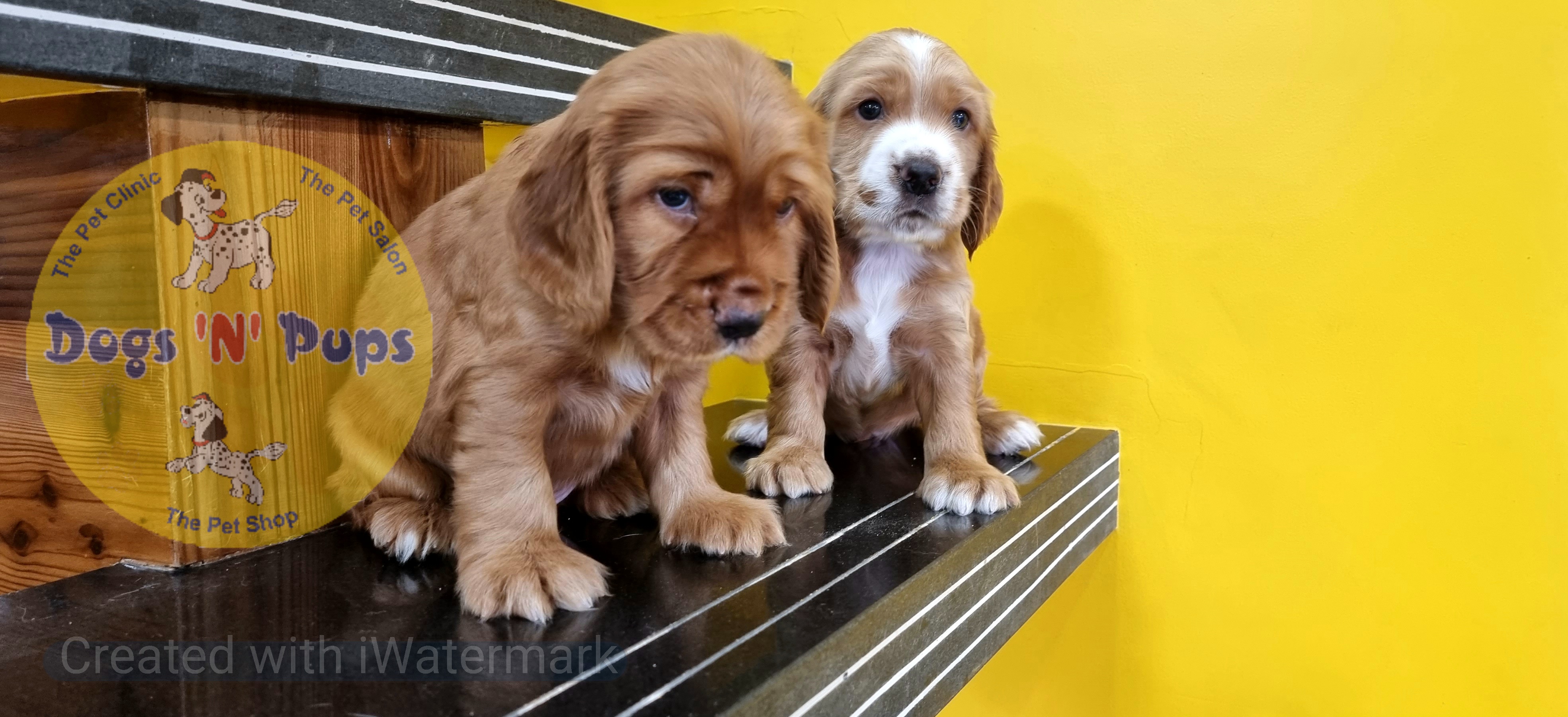 Cocker spaniel  image 9