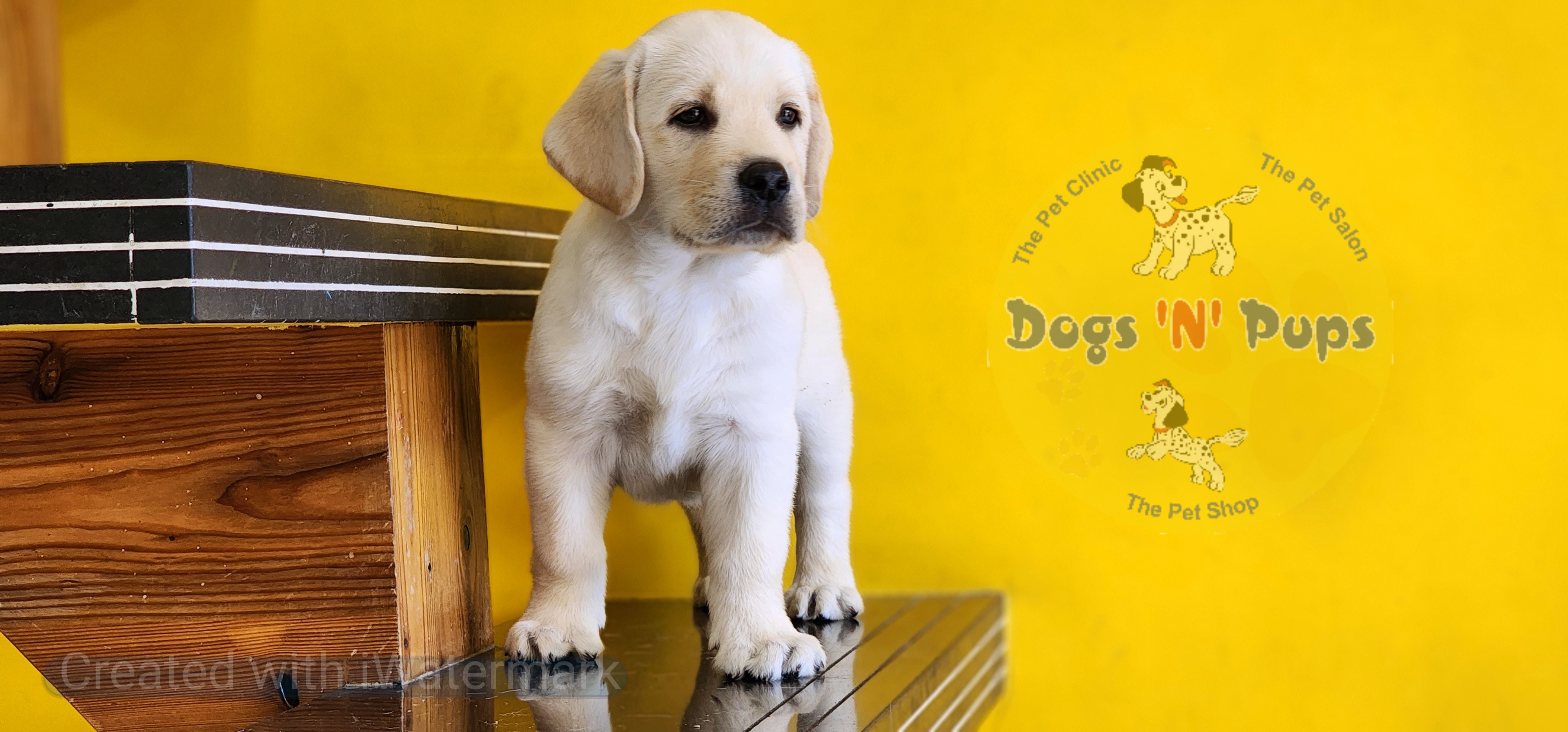 pet Labrador  header image