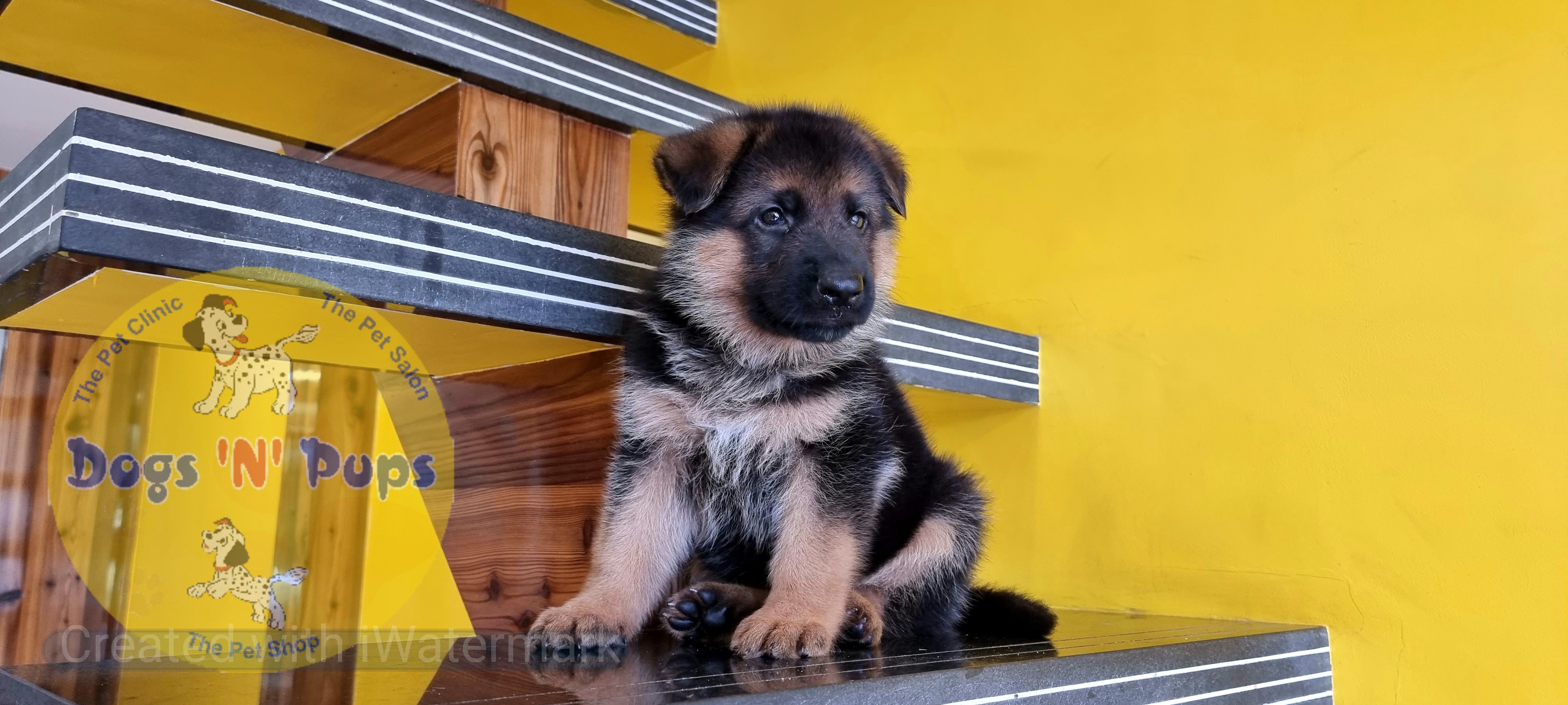 German shepherd  image 4