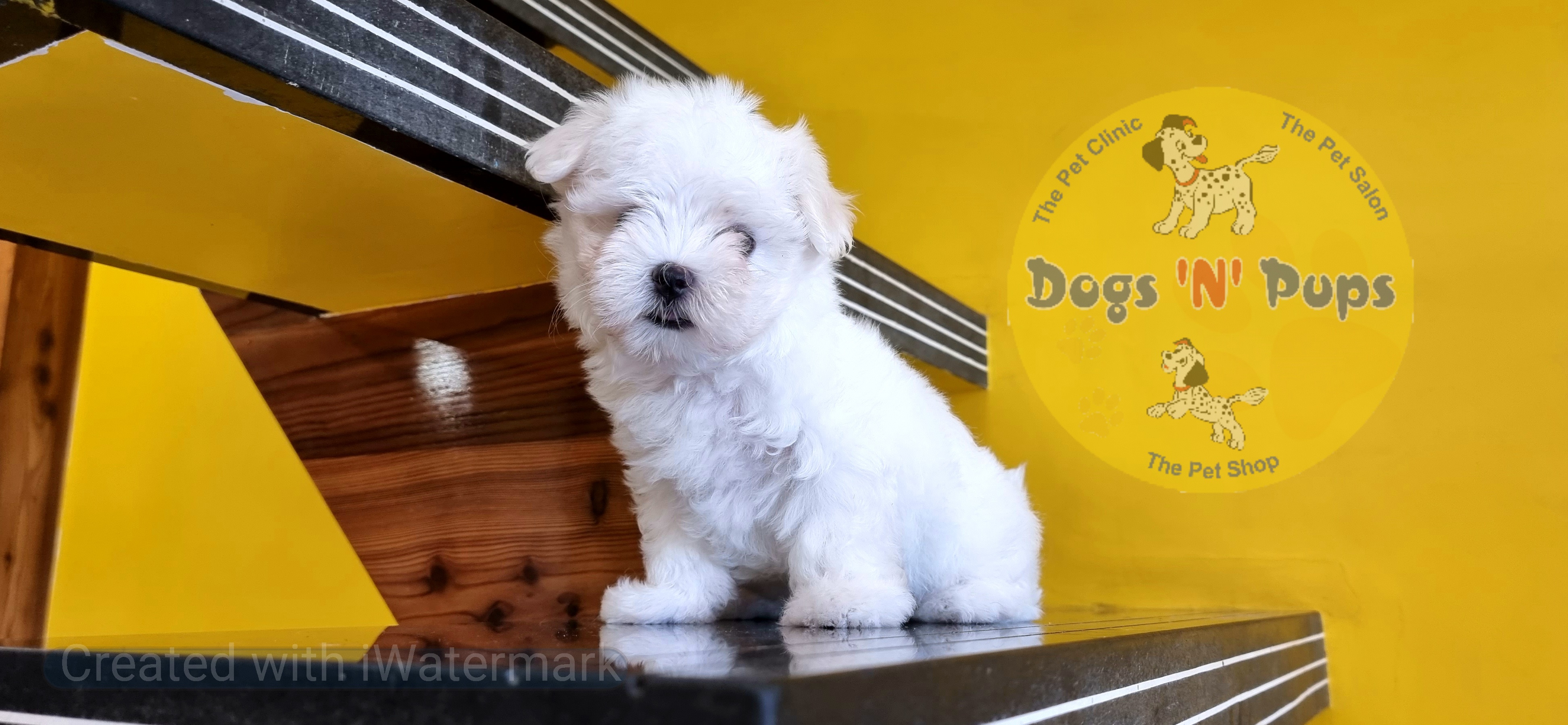 prev dog posted image