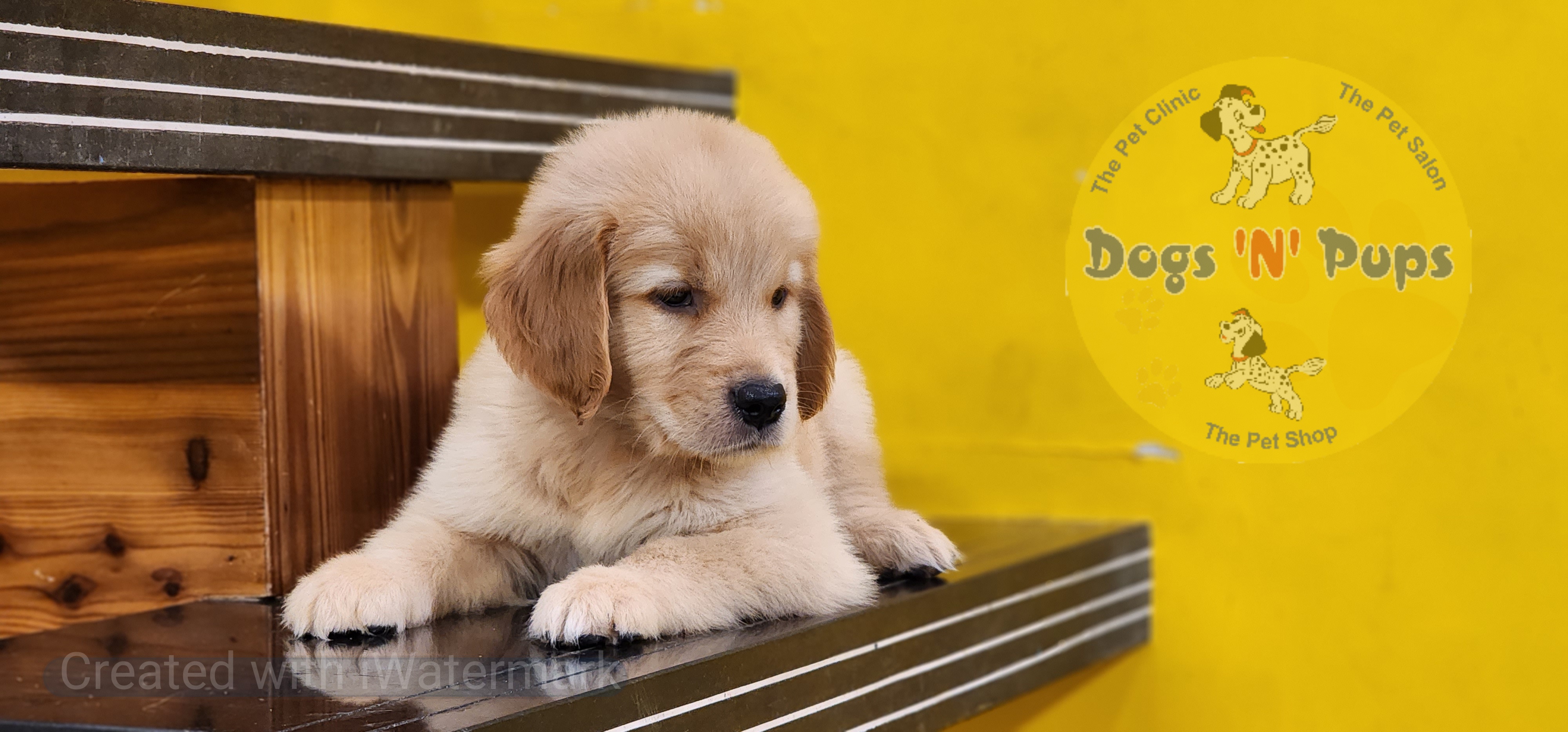 pet Golden retriever  header image