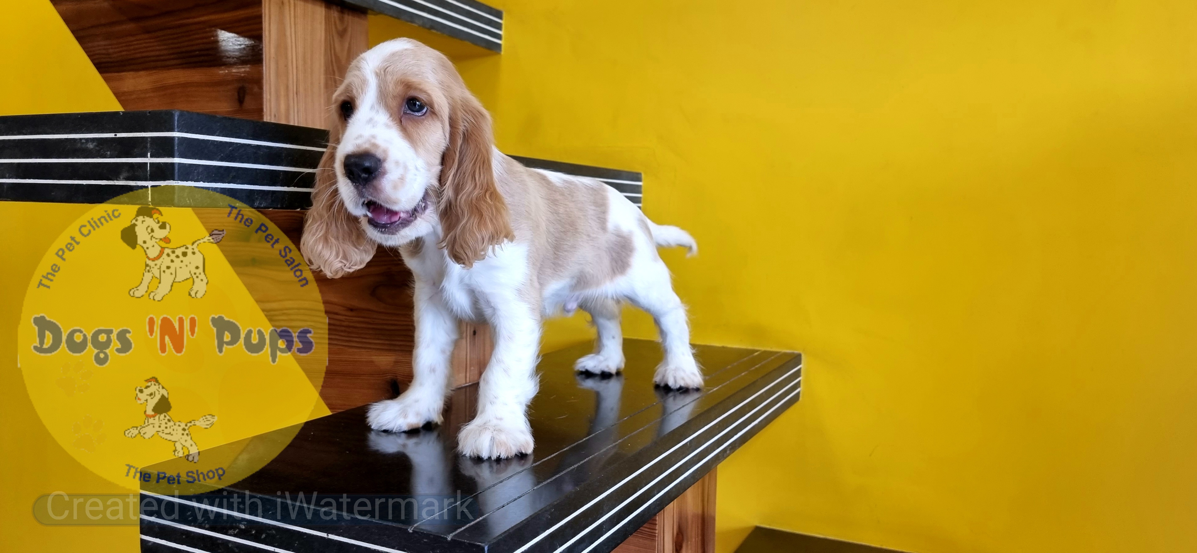 Cocker spaniel  image 3