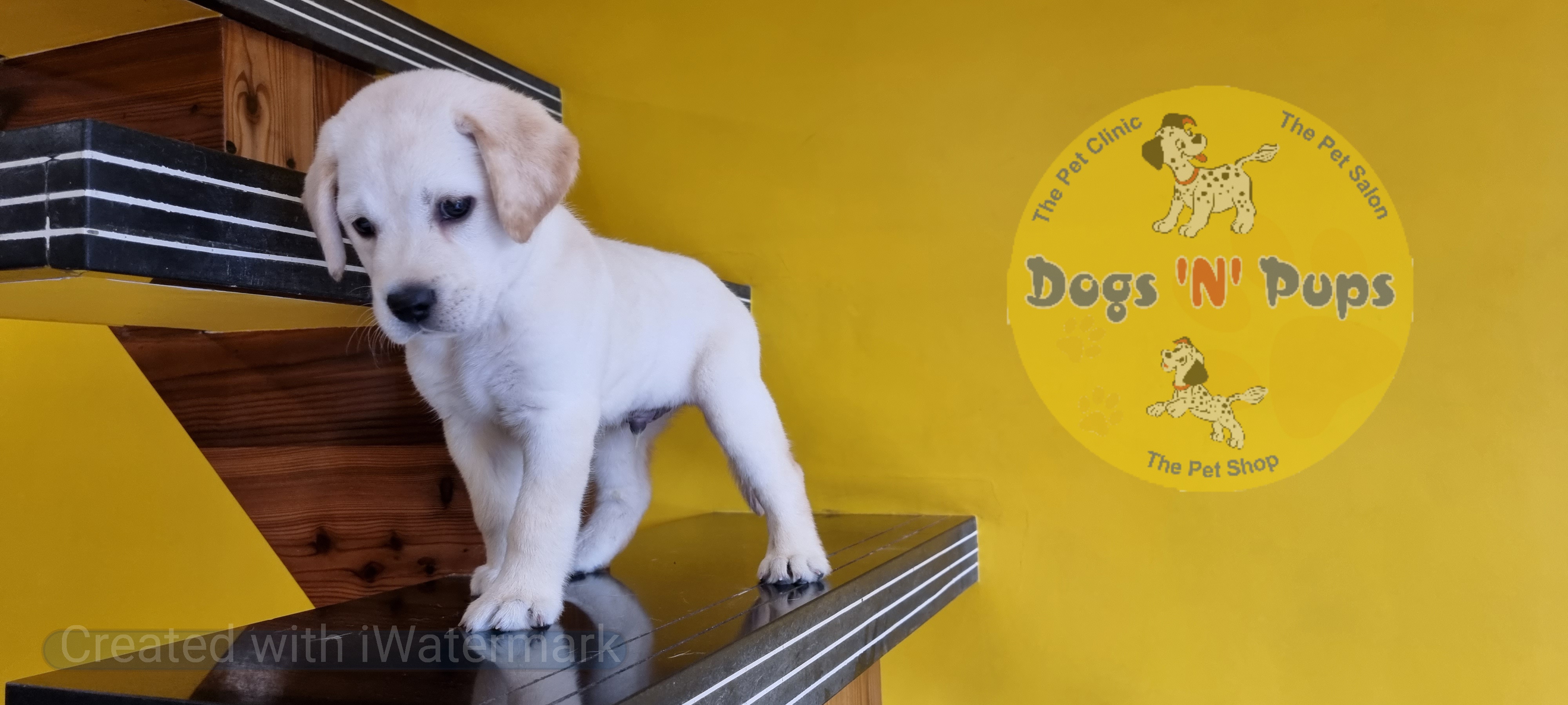 Labrador retriever  image 7