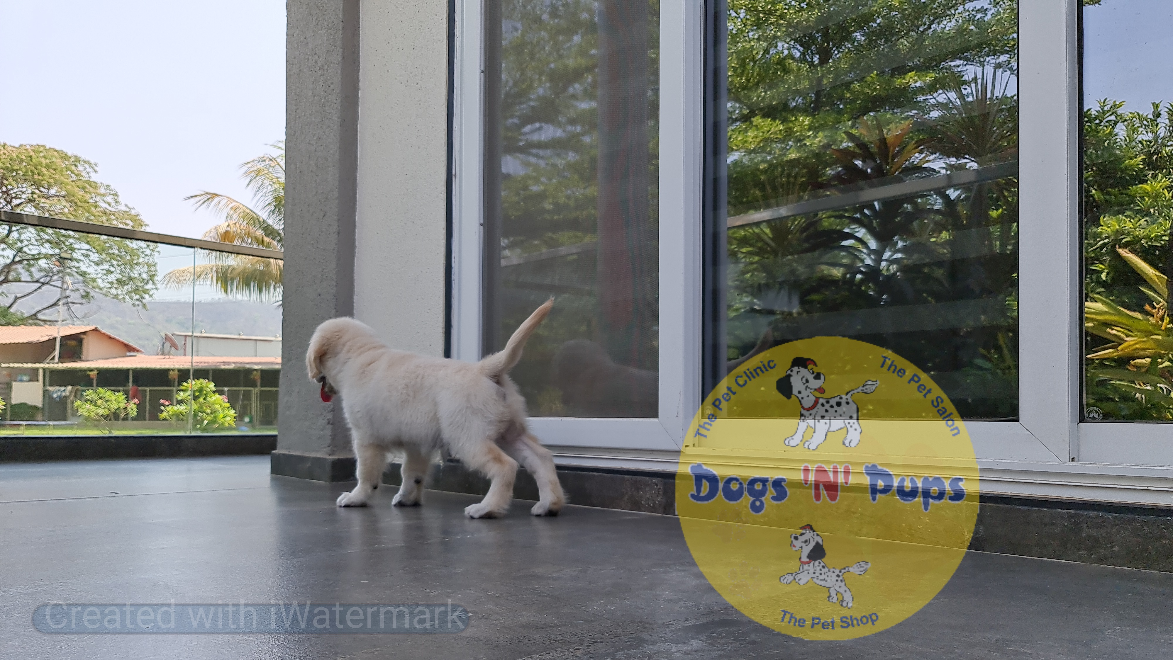 Golden retriever  image 6