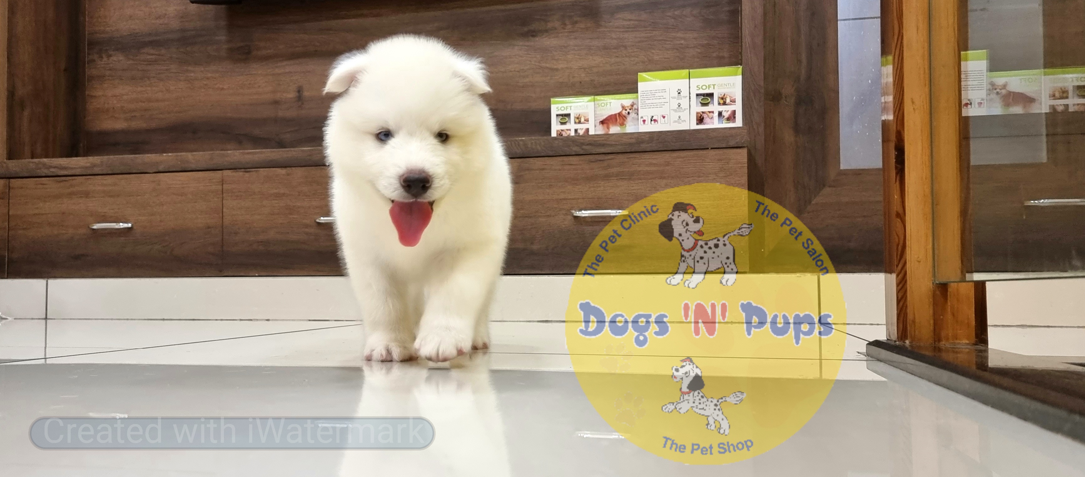 Siberian husky  image 14