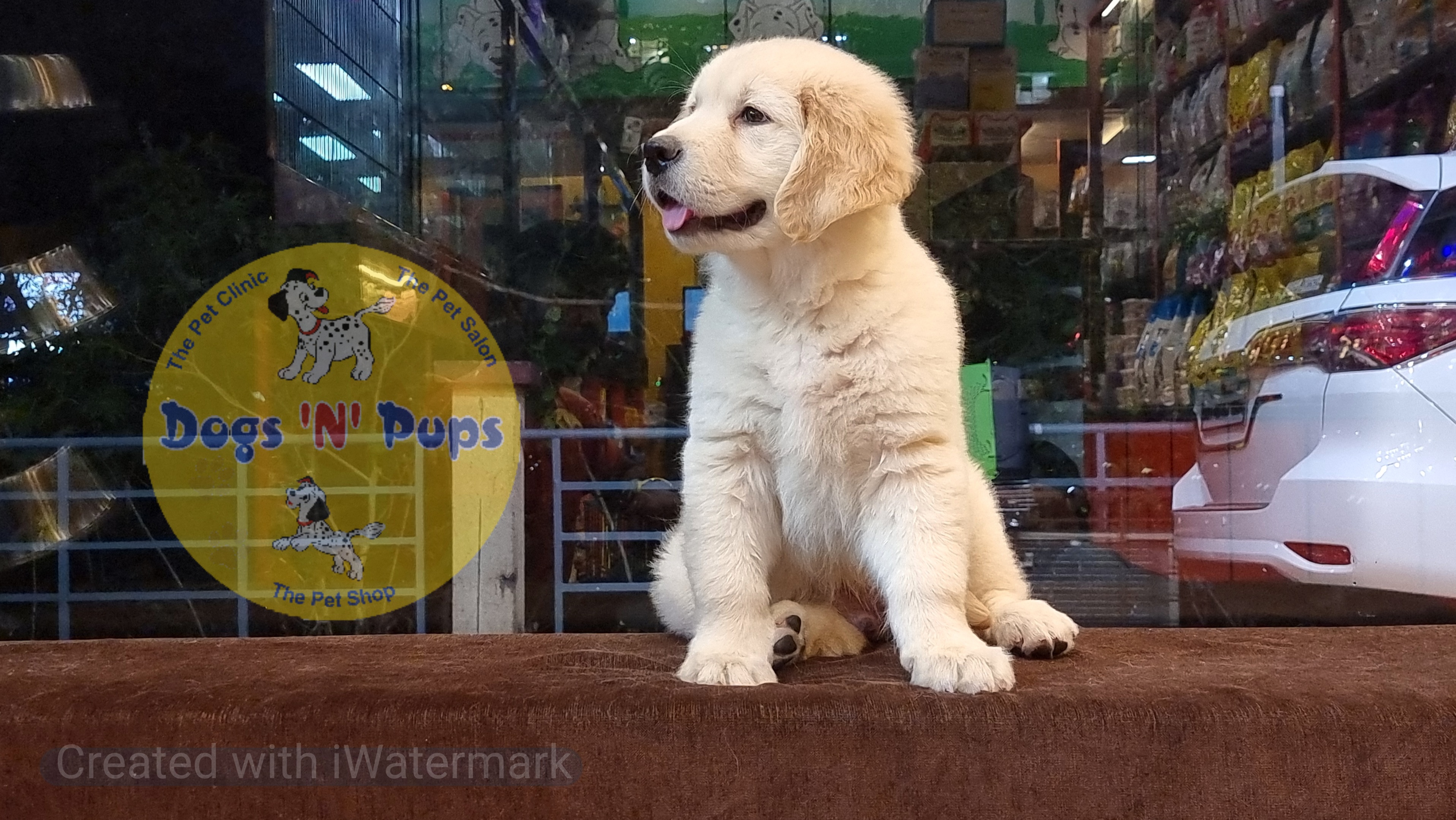 Golden retriever  image 2