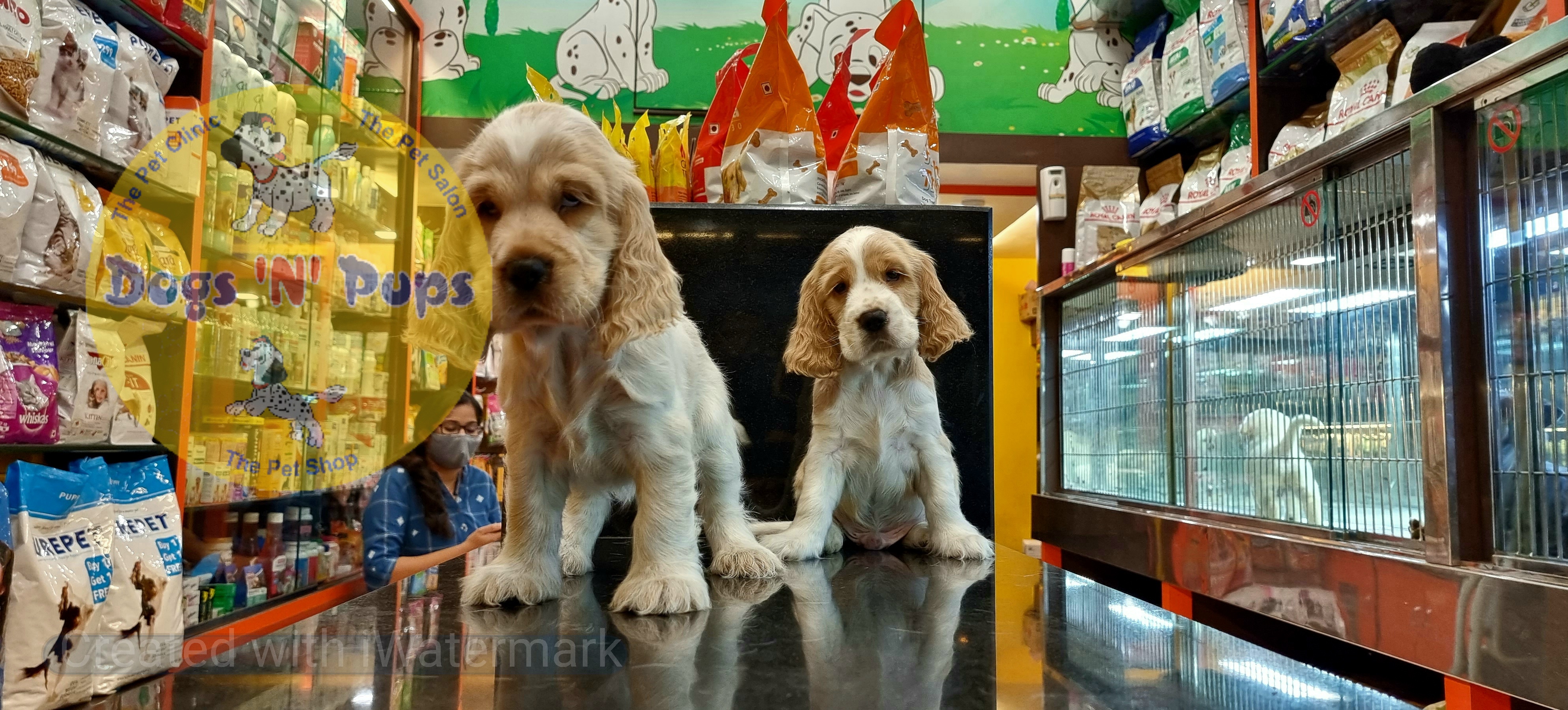 Cocker spaniel puppies  image 2